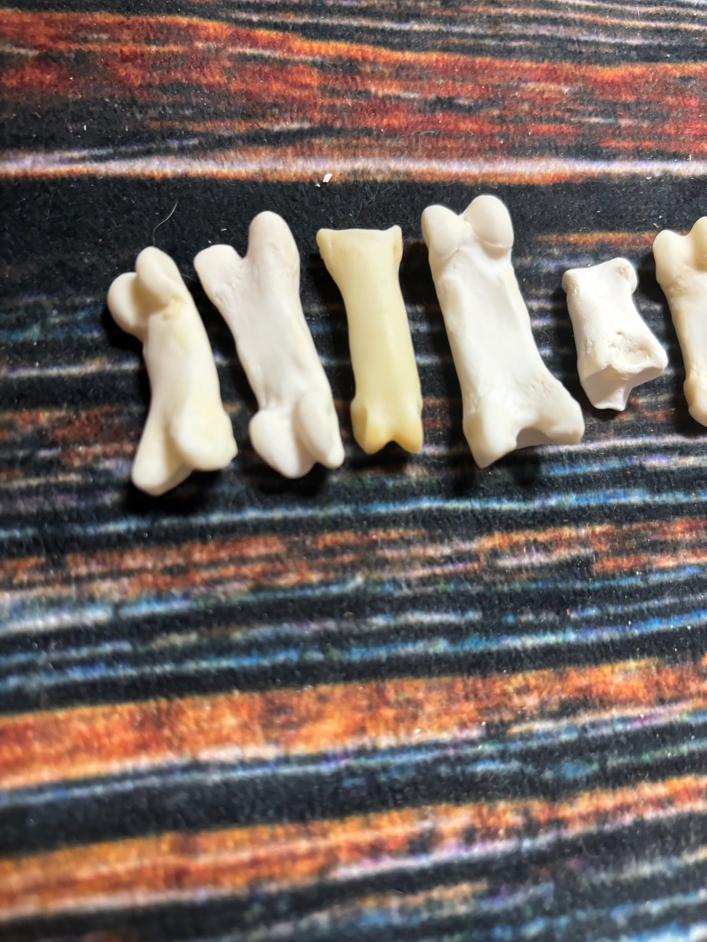 10 Mountain Lion Toe Bones