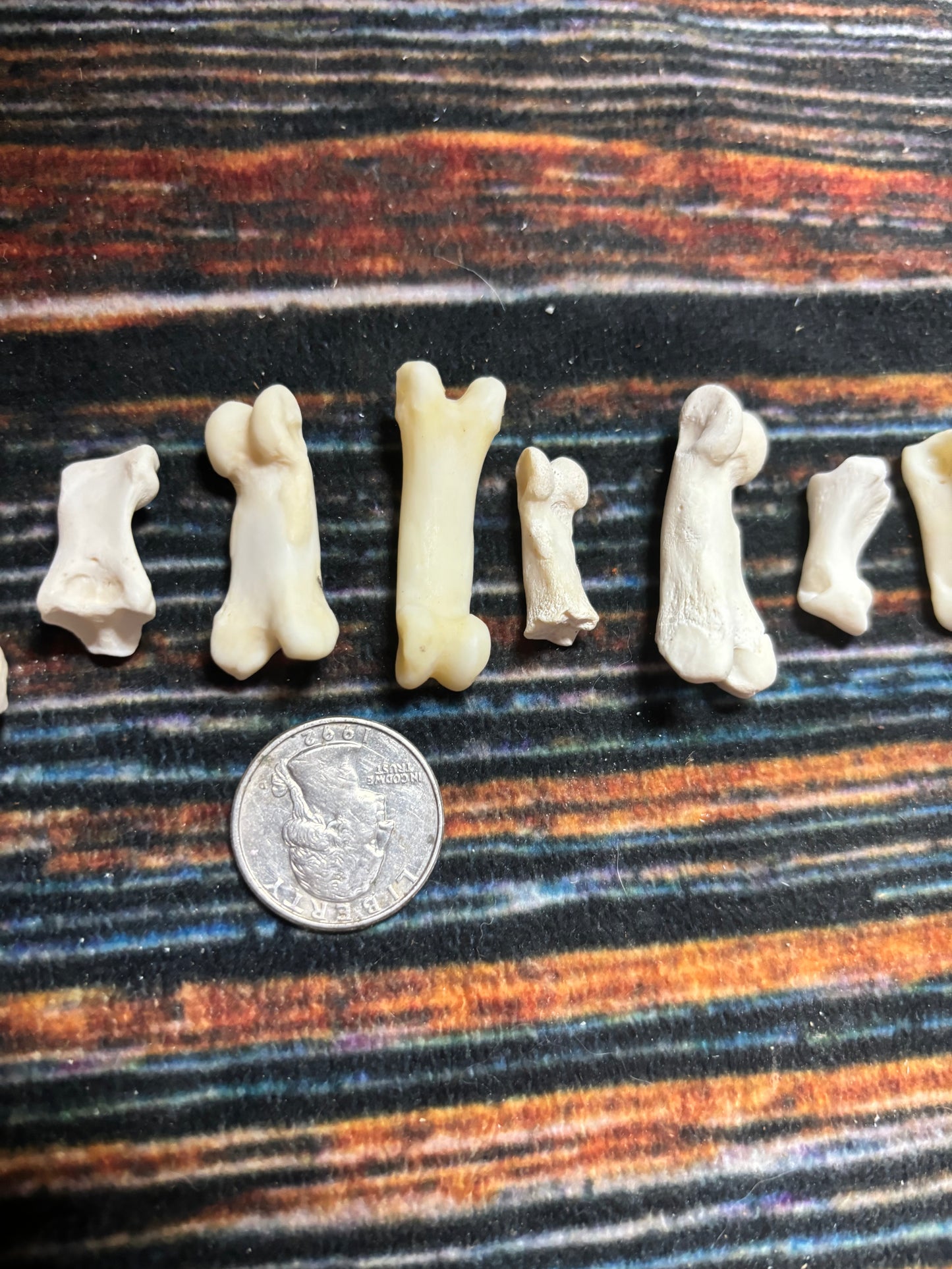 10 Mountain Lion Toe Bones