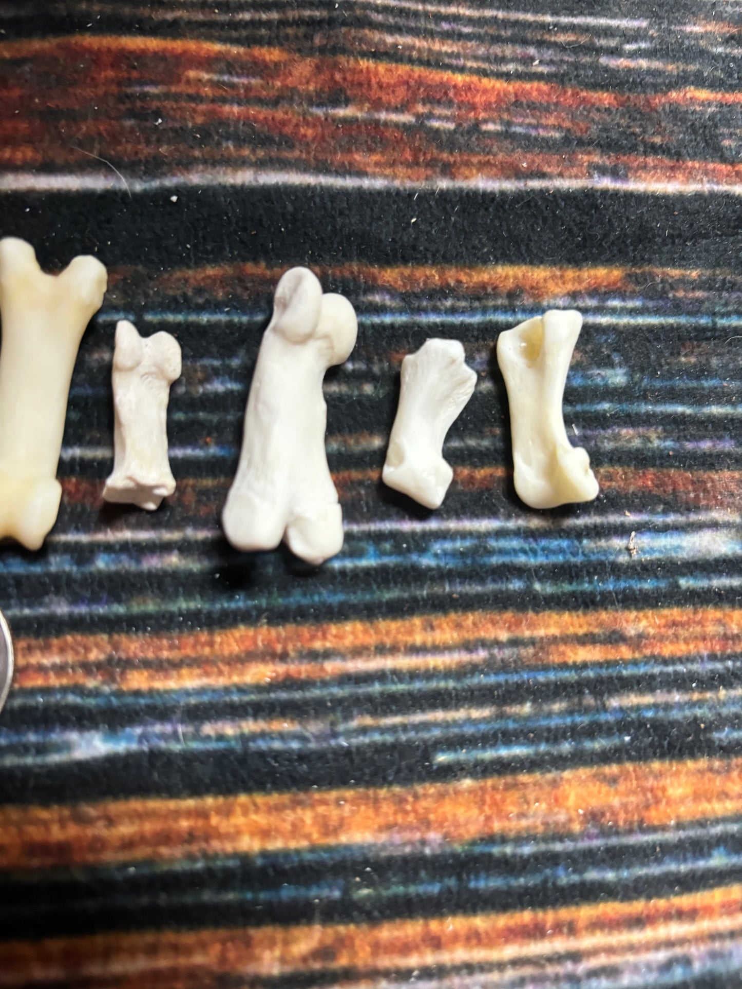 10 Mountain Lion Toe Bones