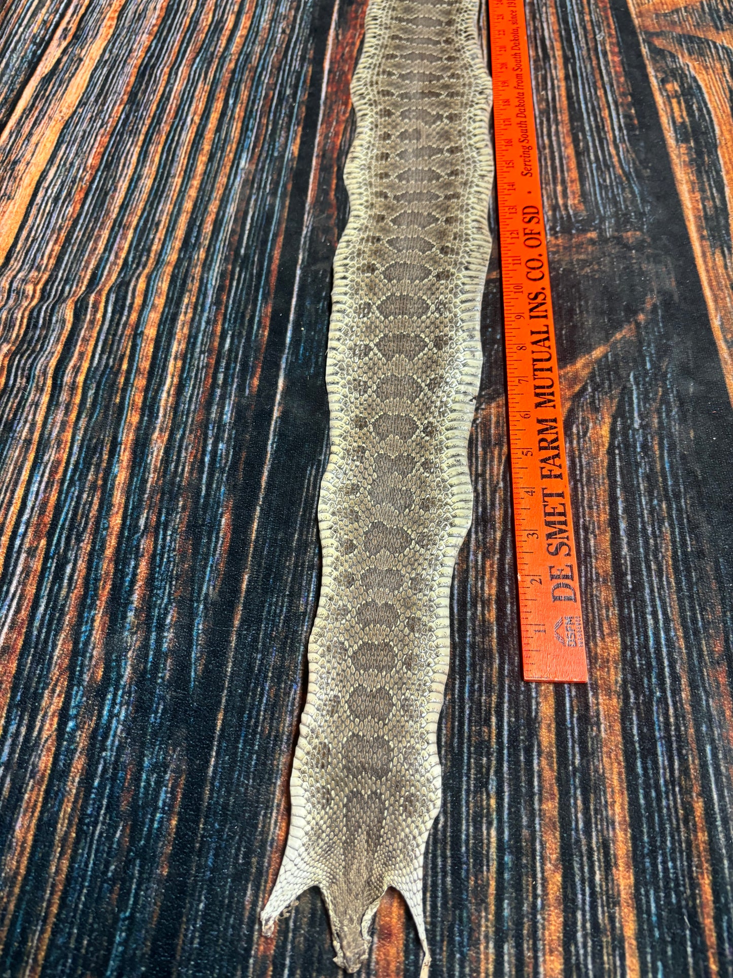 REAL rattlesnake skin prairie rattler hide dry tanned bow wrap blank art craft Supply Educational Renaissance costume Oddity gothic rattle