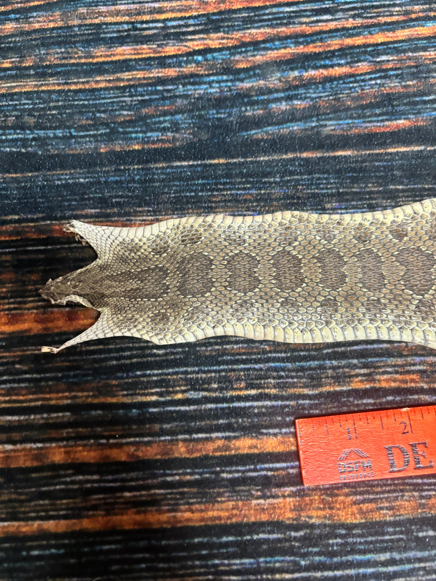 REAL rattlesnake skin prairie rattler hide dry tanned bow wrap blank art craft Supply Educational Renaissance costume Oddity gothic rattle
