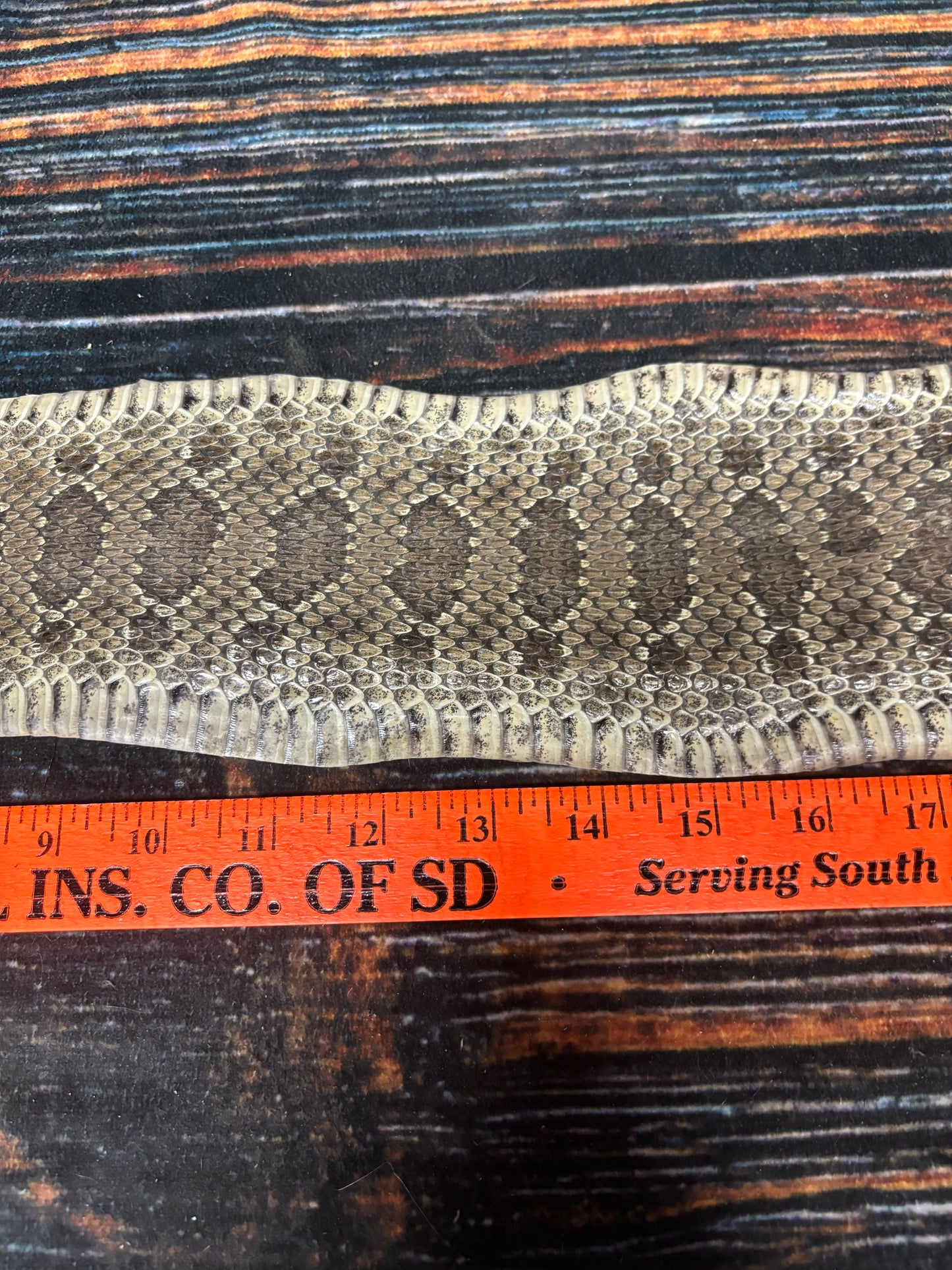 REAL rattlesnake skin prairie rattler hide dry tanned bow wrap blank art craft Supply Educational Renaissance costume Oddity gothic rattle