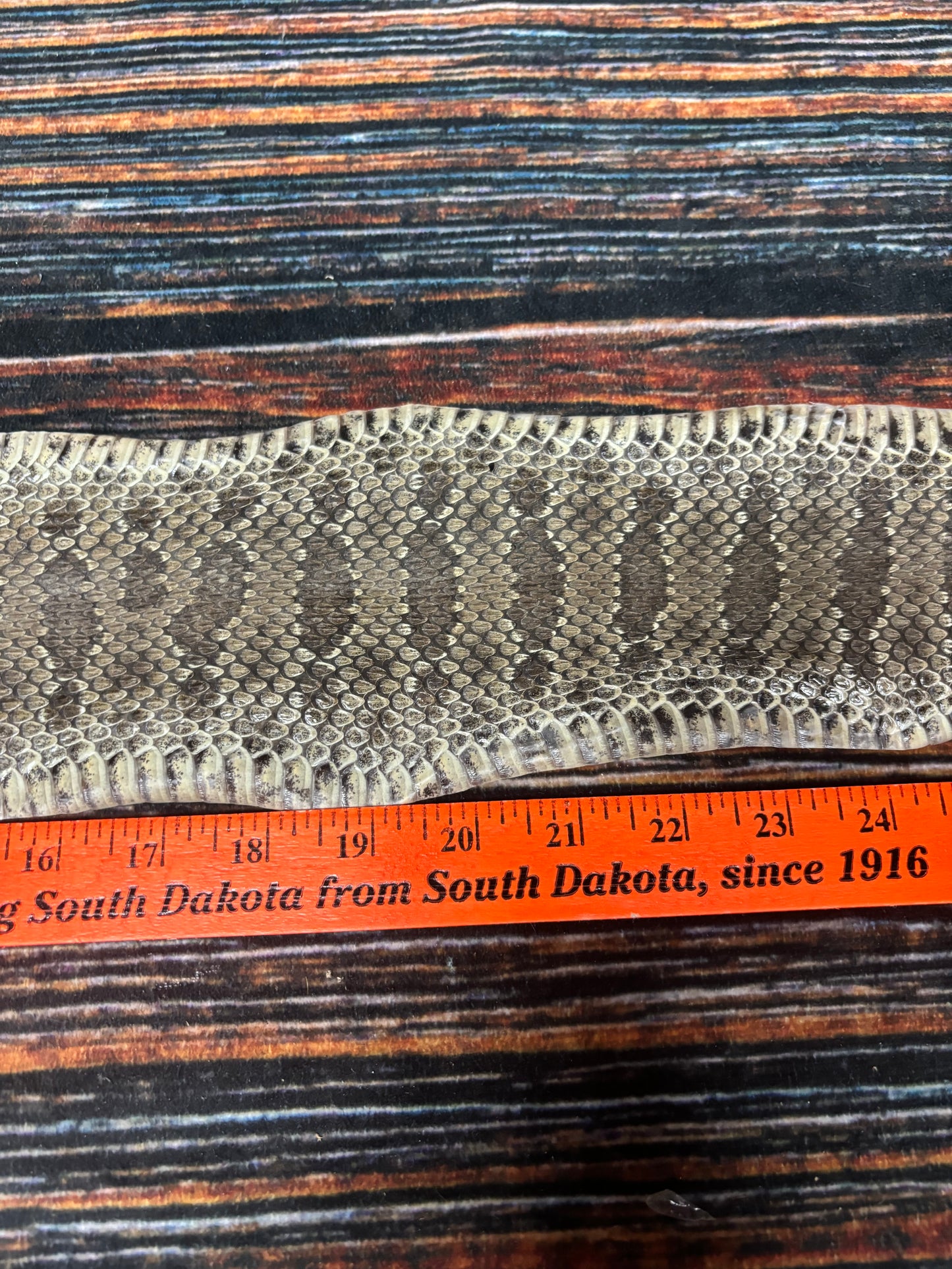 REAL rattlesnake skin prairie rattler hide dry tanned bow wrap blank art craft Supply Educational Renaissance costume Oddity gothic rattle