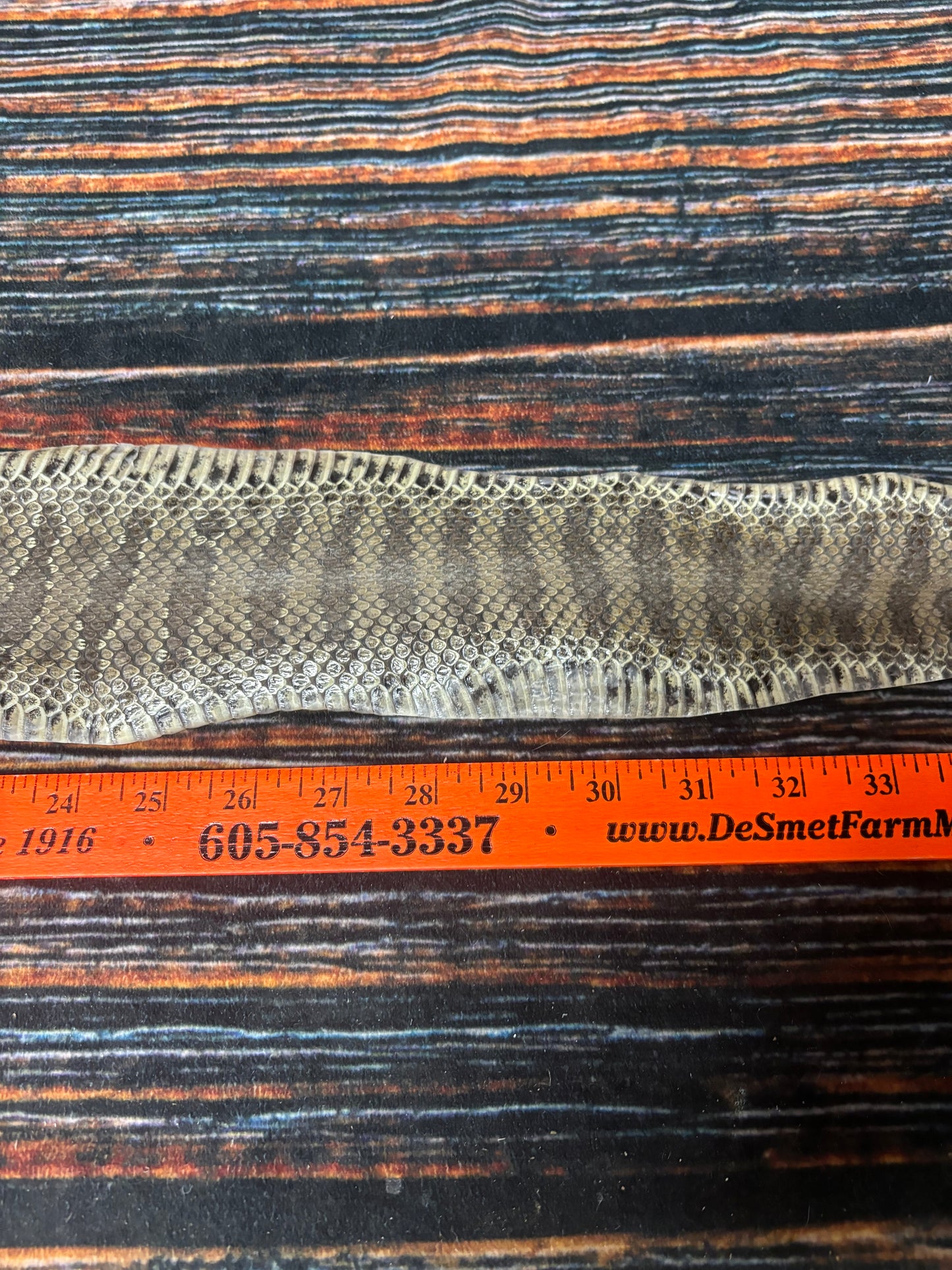 REAL rattlesnake skin prairie rattler hide dry tanned bow wrap blank art craft Supply Educational Renaissance costume Oddity gothic rattle