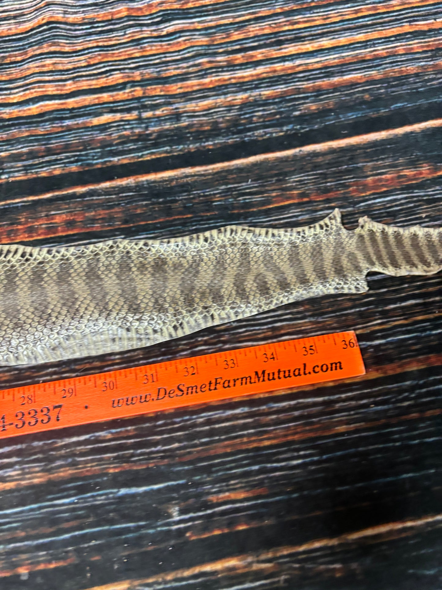 REAL rattlesnake skin prairie rattler hide dry tanned bow wrap blank art craft Supply Educational Renaissance costume Oddity gothic rattle