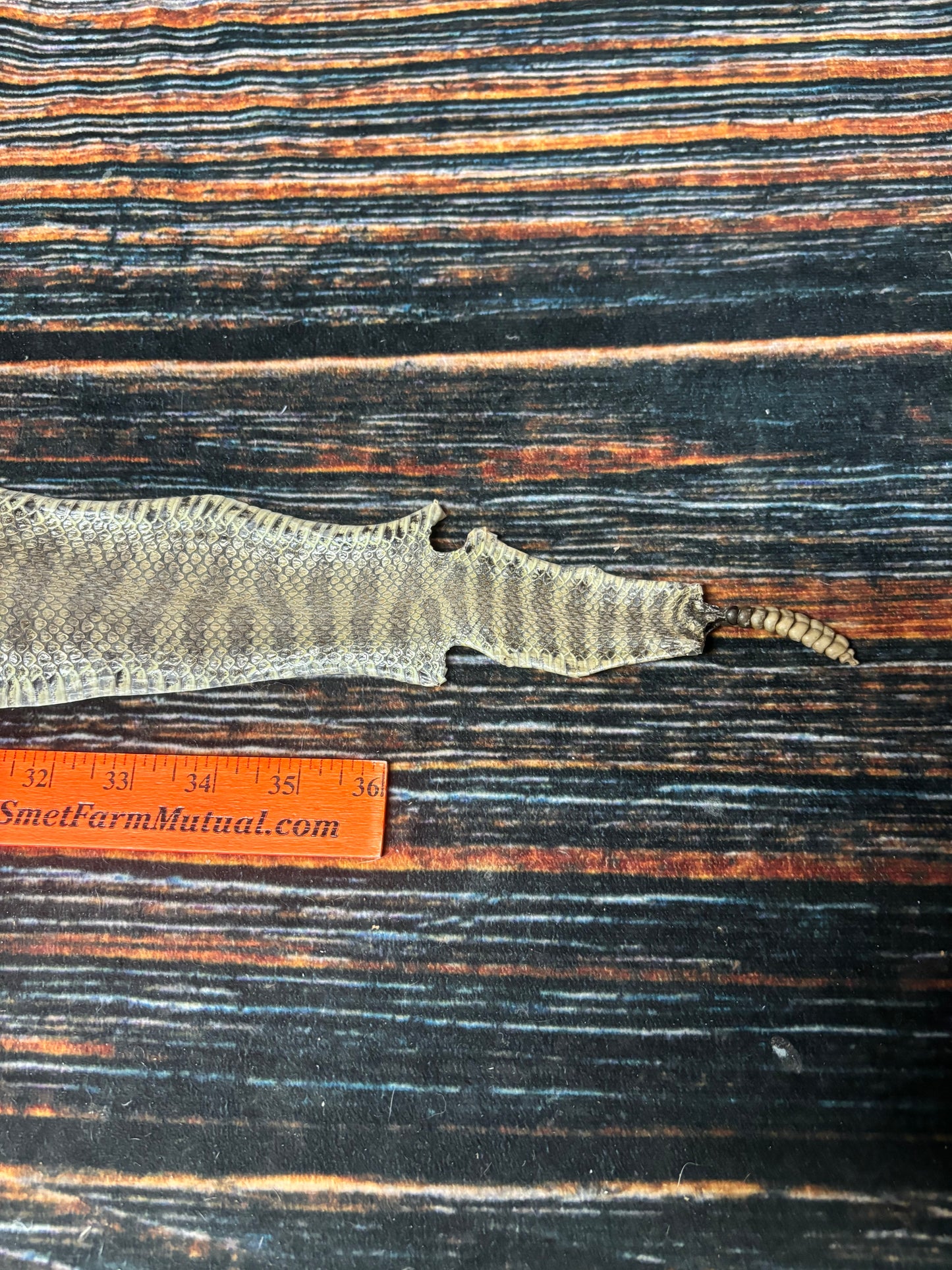 REAL rattlesnake skin prairie rattler hide dry tanned bow wrap blank art craft Supply Educational Renaissance costume Oddity gothic rattle