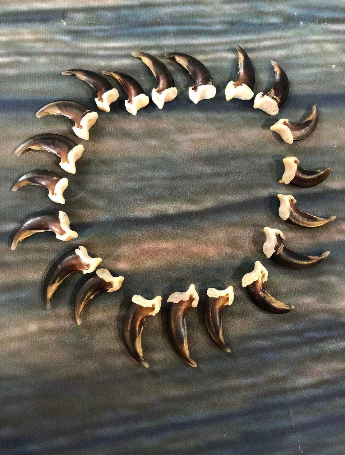 20 Real Coyote Claws Mountain Man Witch Craft Steampunk Renaissance Gothic Art Supply Jewelry bead
