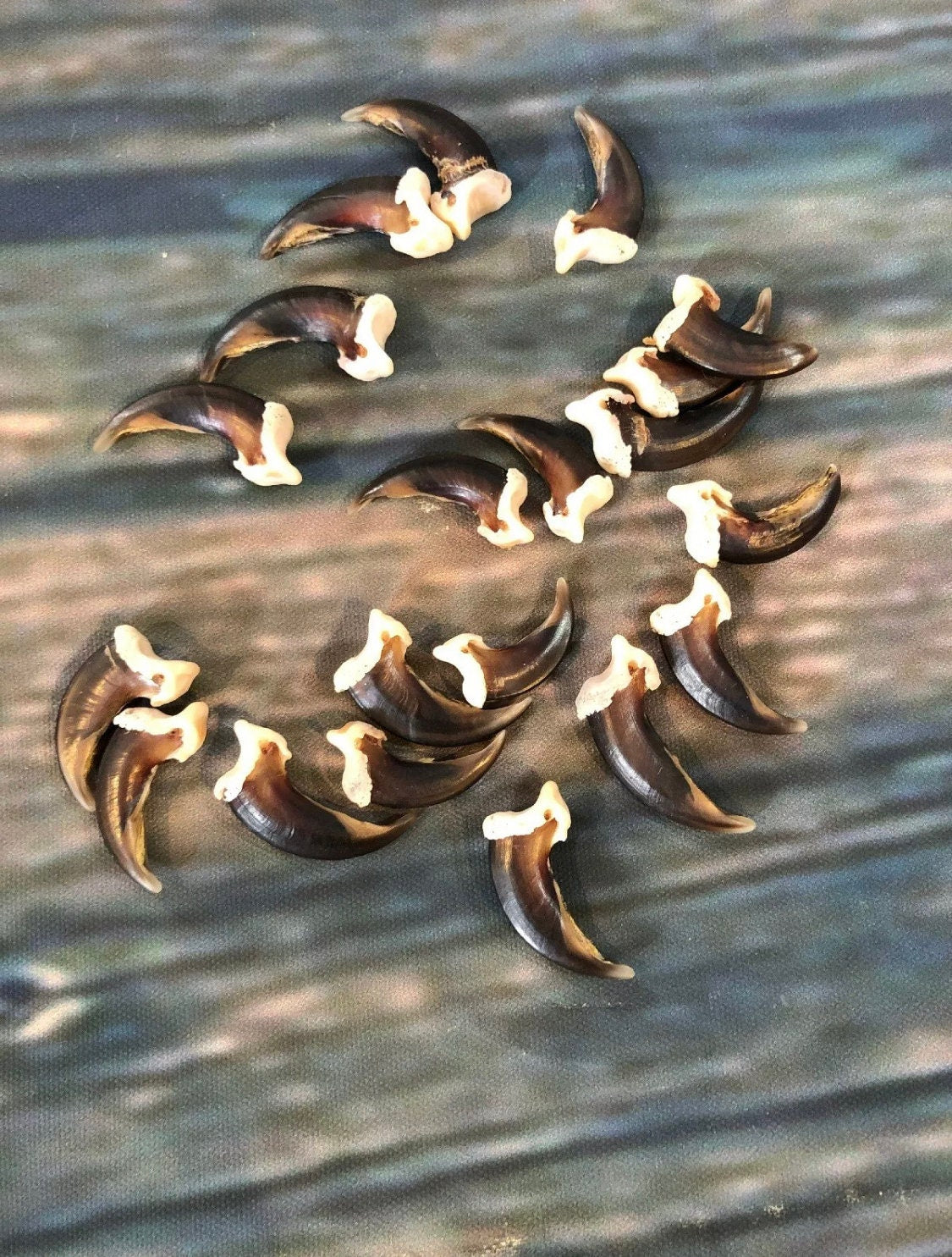 20 Real Coyote Claws Mountain Man Witch Craft Steampunk Renaissance Gothic Art Supply Jewelry bead