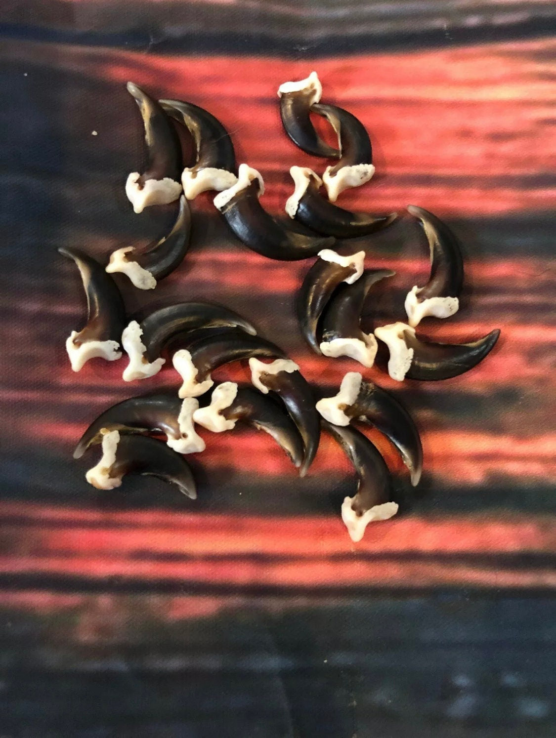 20 Real Coyote Claws Mountain Man Witch Craft Steampunk Renaissance Gothic Art Supply Jewelry bead