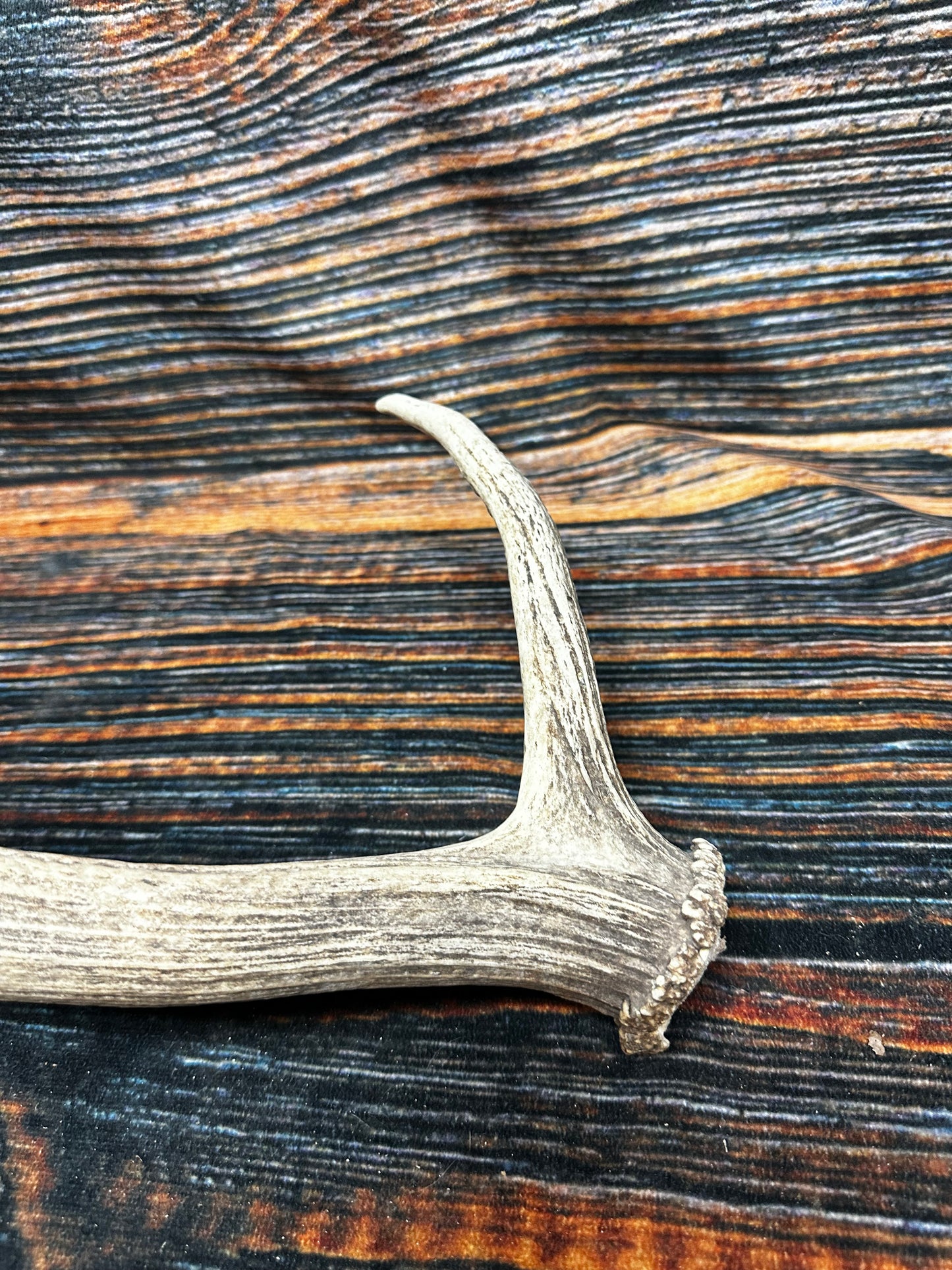 Wild Elk Shed Antler Horn Unique Christmas Gift art craft yard wedding decoration Halloween she shed man cave western animal self standing