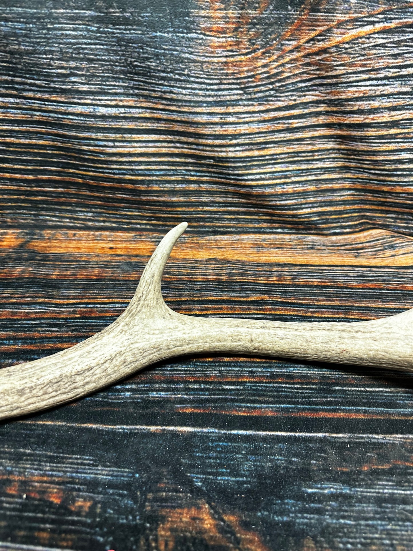 Wild Elk Shed Antler Horn Unique Christmas Gift art craft yard wedding decoration Halloween she shed man cave western animal self standing