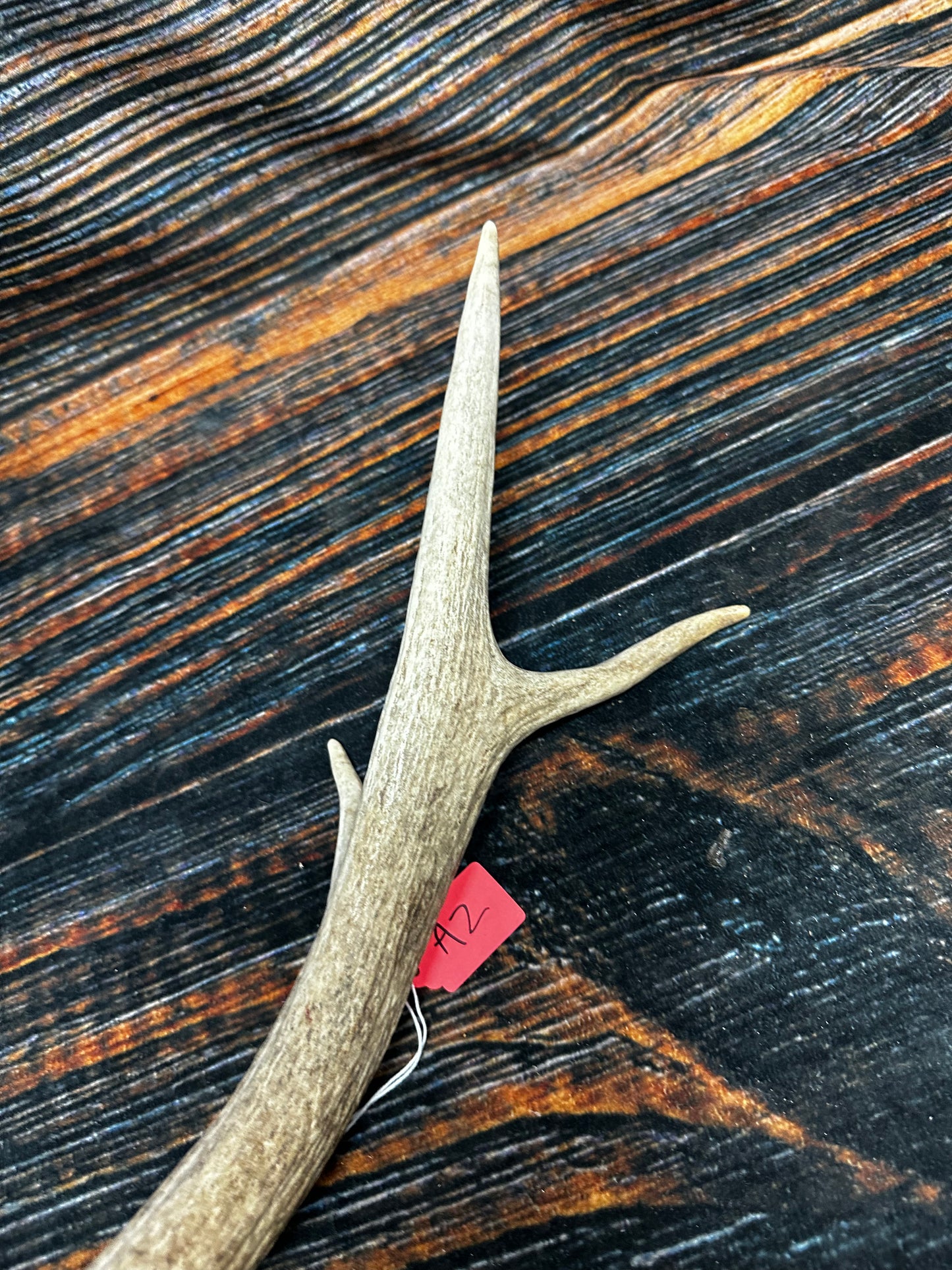 Wild Elk Shed Antler Horn Unique Christmas Gift art craft yard wedding decoration Halloween she shed man cave western animal self standing