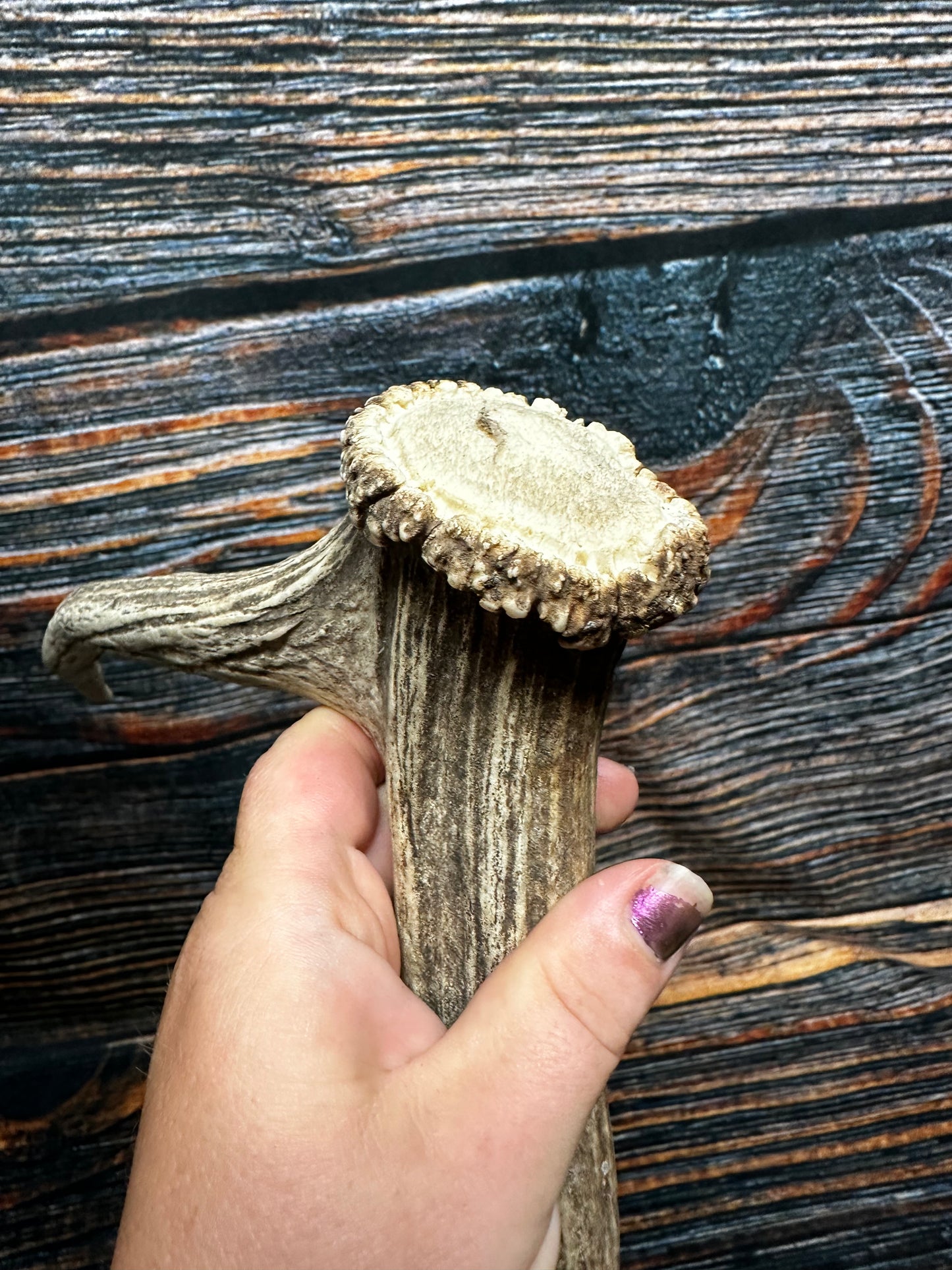 Wild Elk Shed Antler Horn Unique Christmas Gift art craft yard wedding decoration Halloween she shed man cave western animal self standing