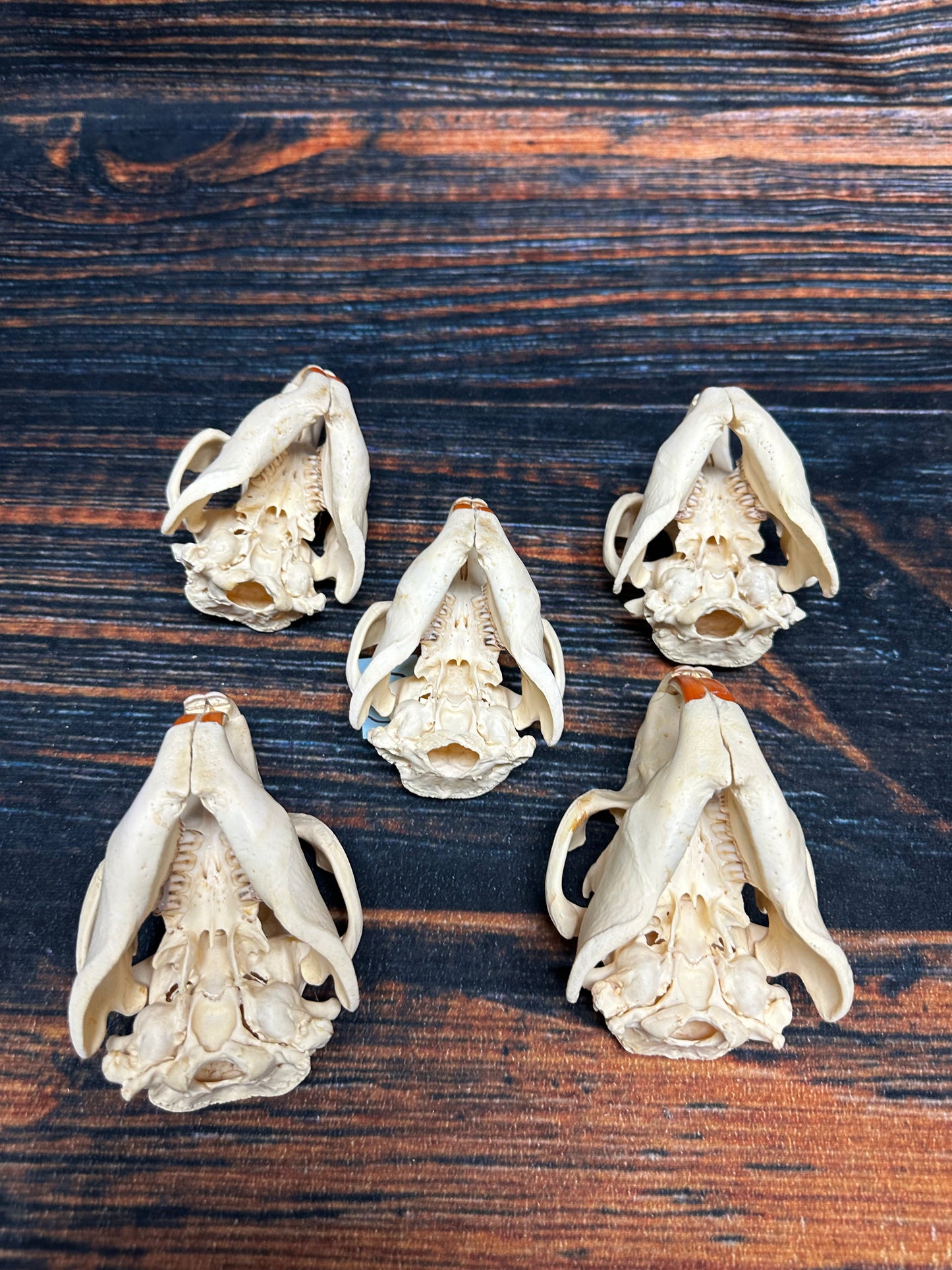 5 Real Beaver Skulls Mount Unique Christmas Gift man cave Cabin Western Decor Oddity gothic witchcraft renaissance festival voodoo art craft