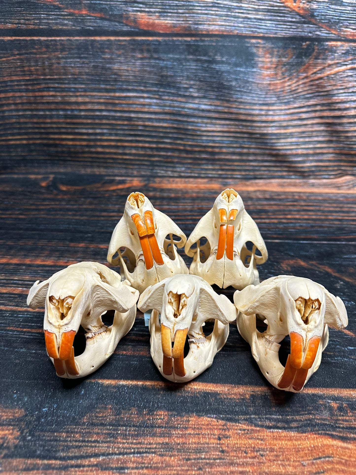 5 Real Beaver Skulls Mount Unique Christmas Gift man cave Cabin Western Decor Oddity gothic witchcraft renaissance festival voodoo art craft