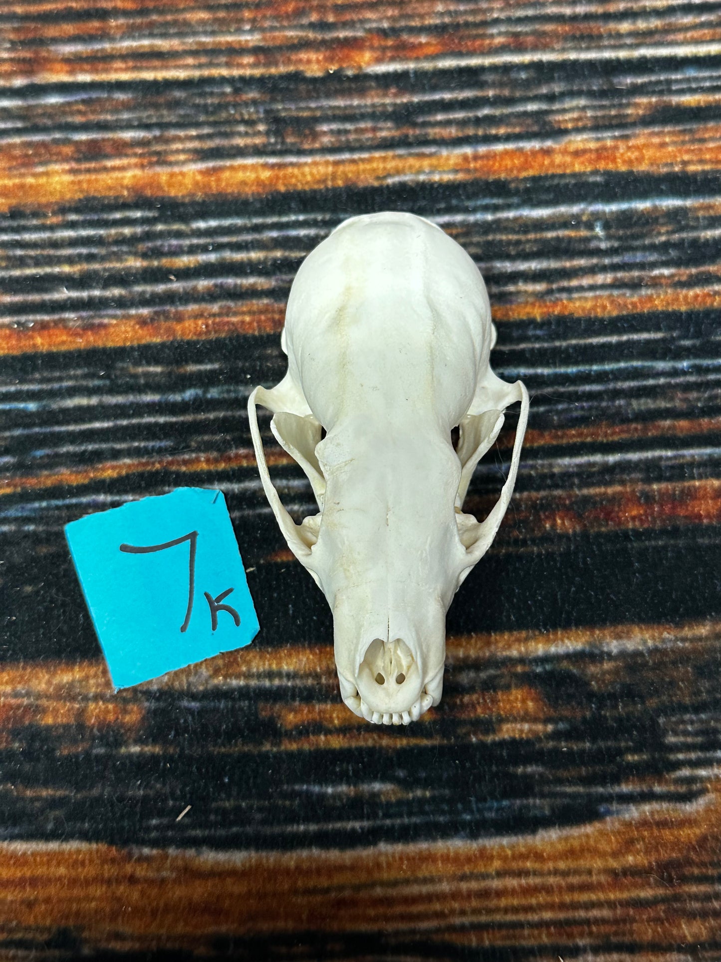 Real Female Fisher Skull bone Animal Mount Odd Unique Christmas Gift Western Cabin Man Cave Decor Craft Art supply collection educational
