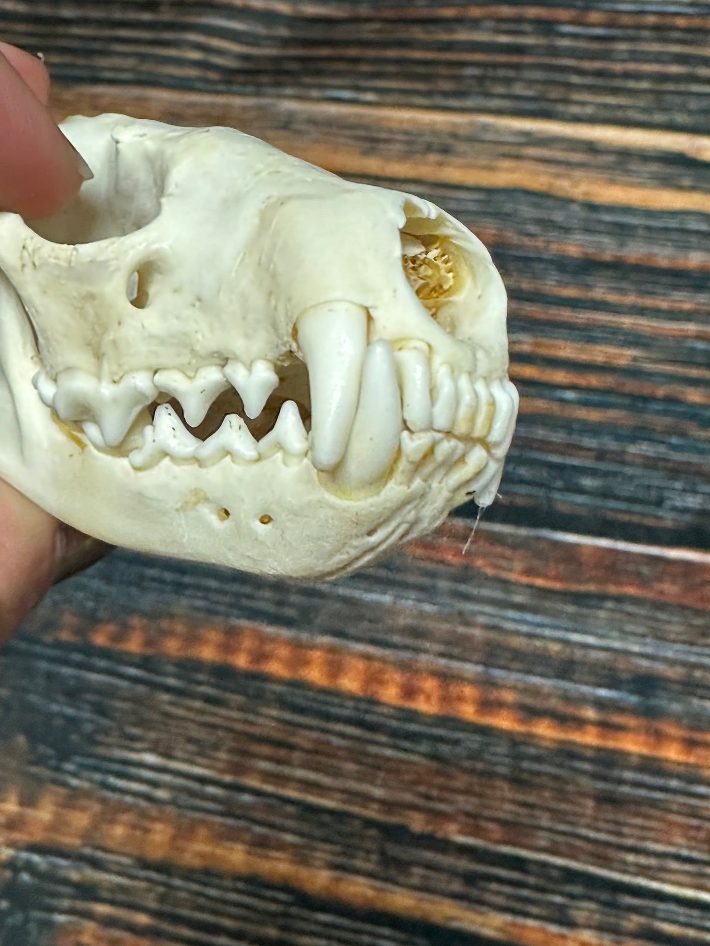 Real Female Fisher Skull bone Animal Mount Odd Unique Christmas Gift Western Cabin Man Cave Decor Craft Art supply collection educational
