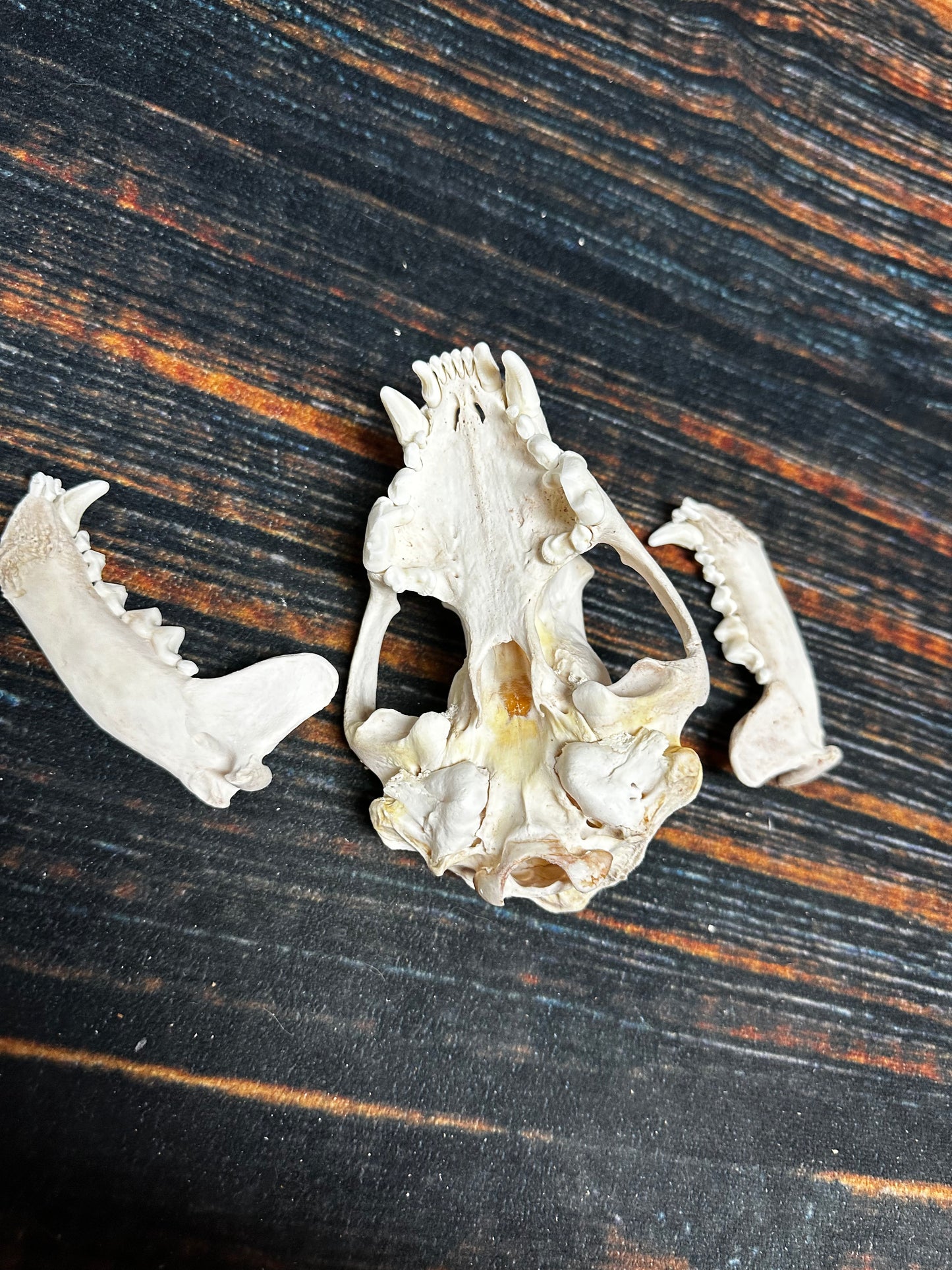 REAL XL WOLVERINE SKULL