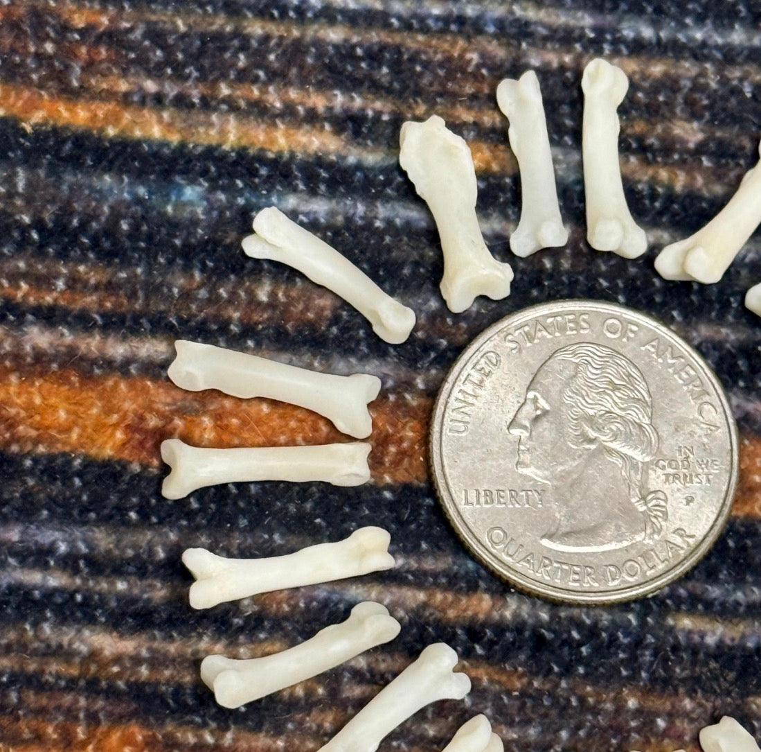 20 real Raccoon toe bone mountain man craft art supplies jewelry Necklace gothic Native American beads Renaissance fair festival costumes
