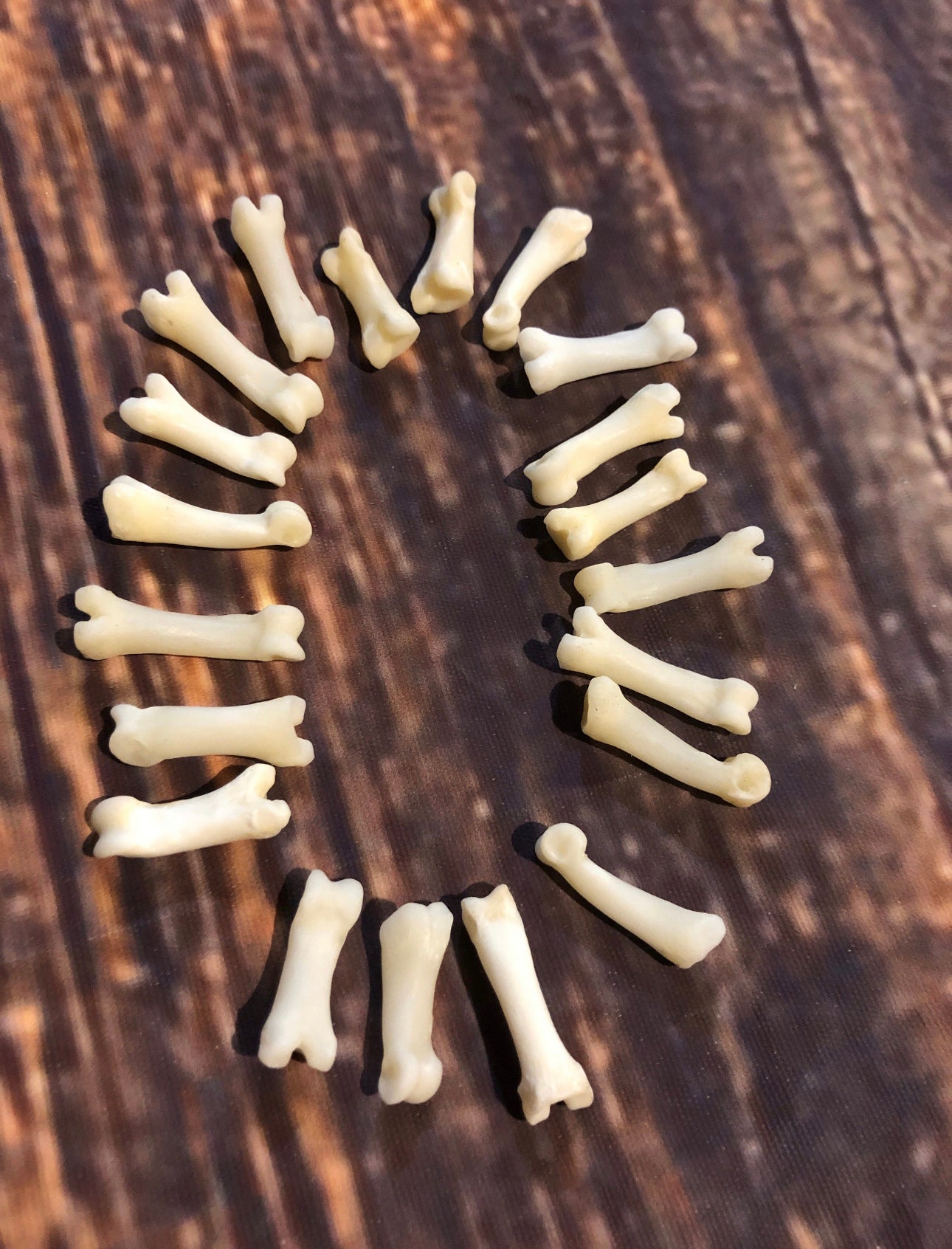 20 real Coyote toe bones