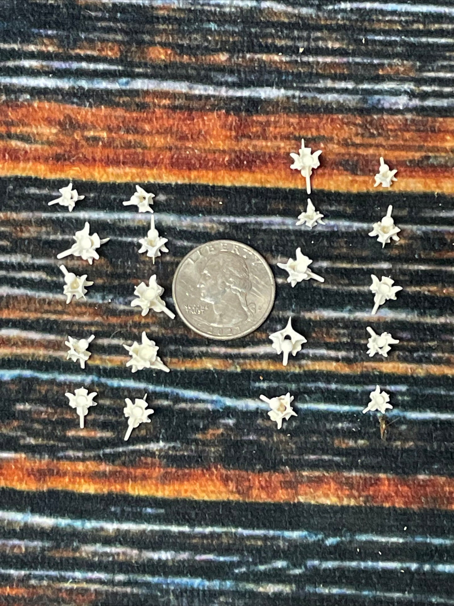 20 Real Rattlesnake Vertebrae Vertebrea Bone