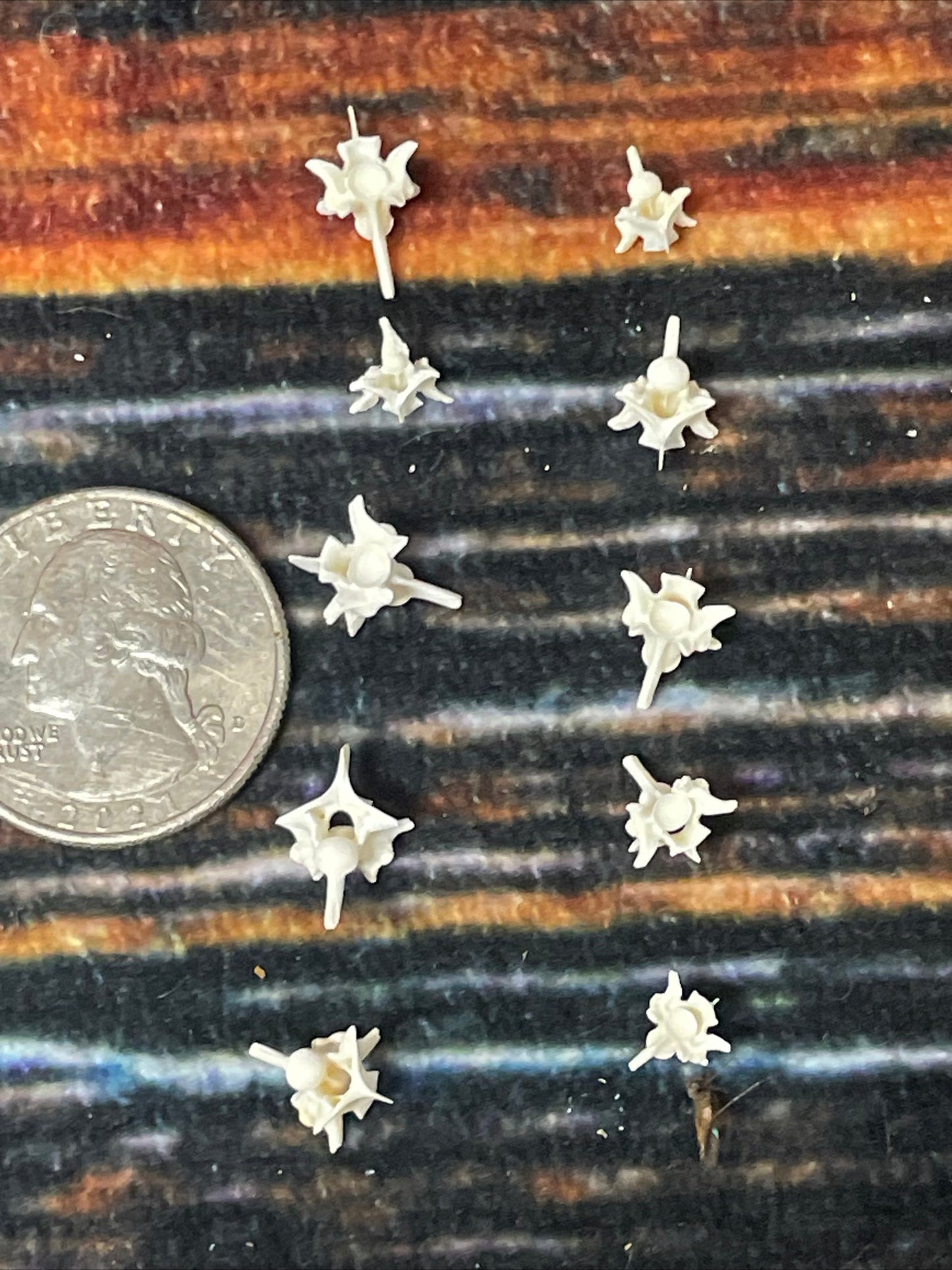 20 Real Rattlesnake Vertebrae Vertebrea Bone