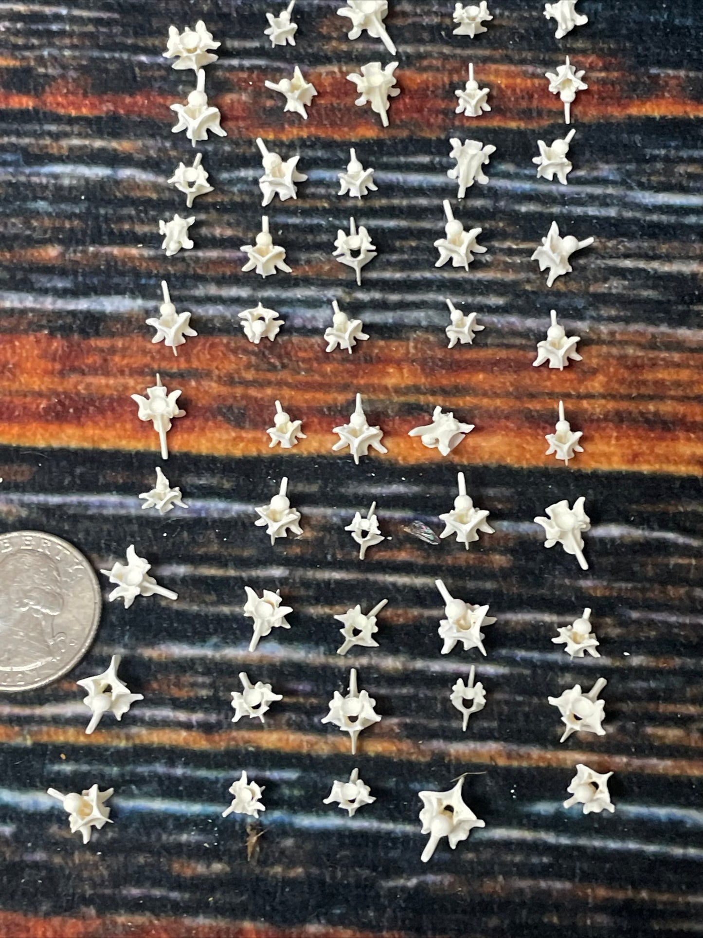 100 Real Rattlesnake Vertebrae Vertebrea Bones