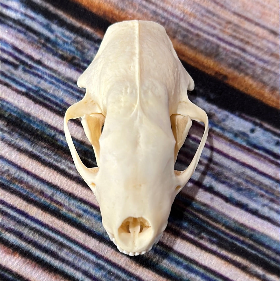 Real XL Skunk Skull