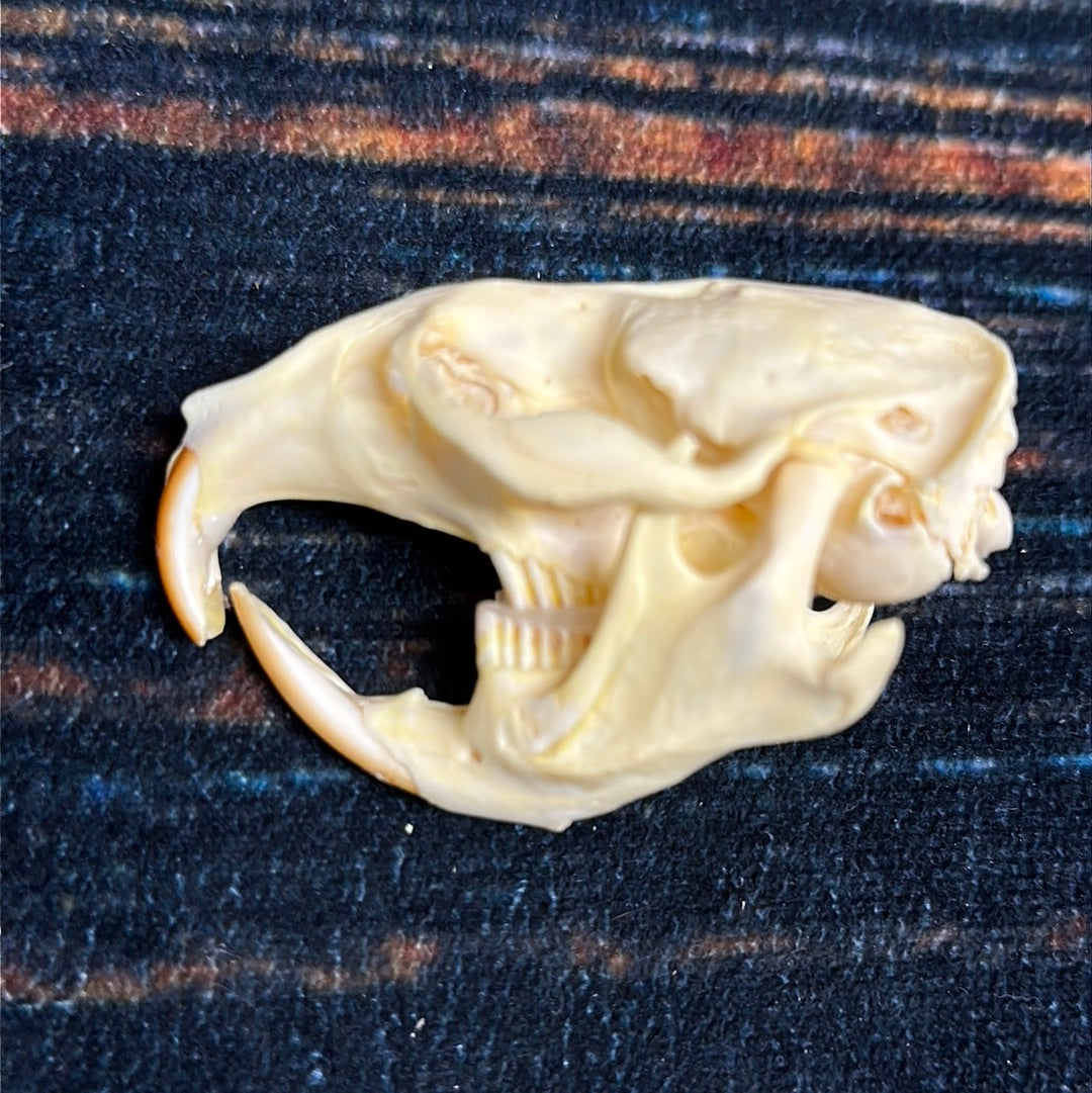 Real XL Muskrat Skull