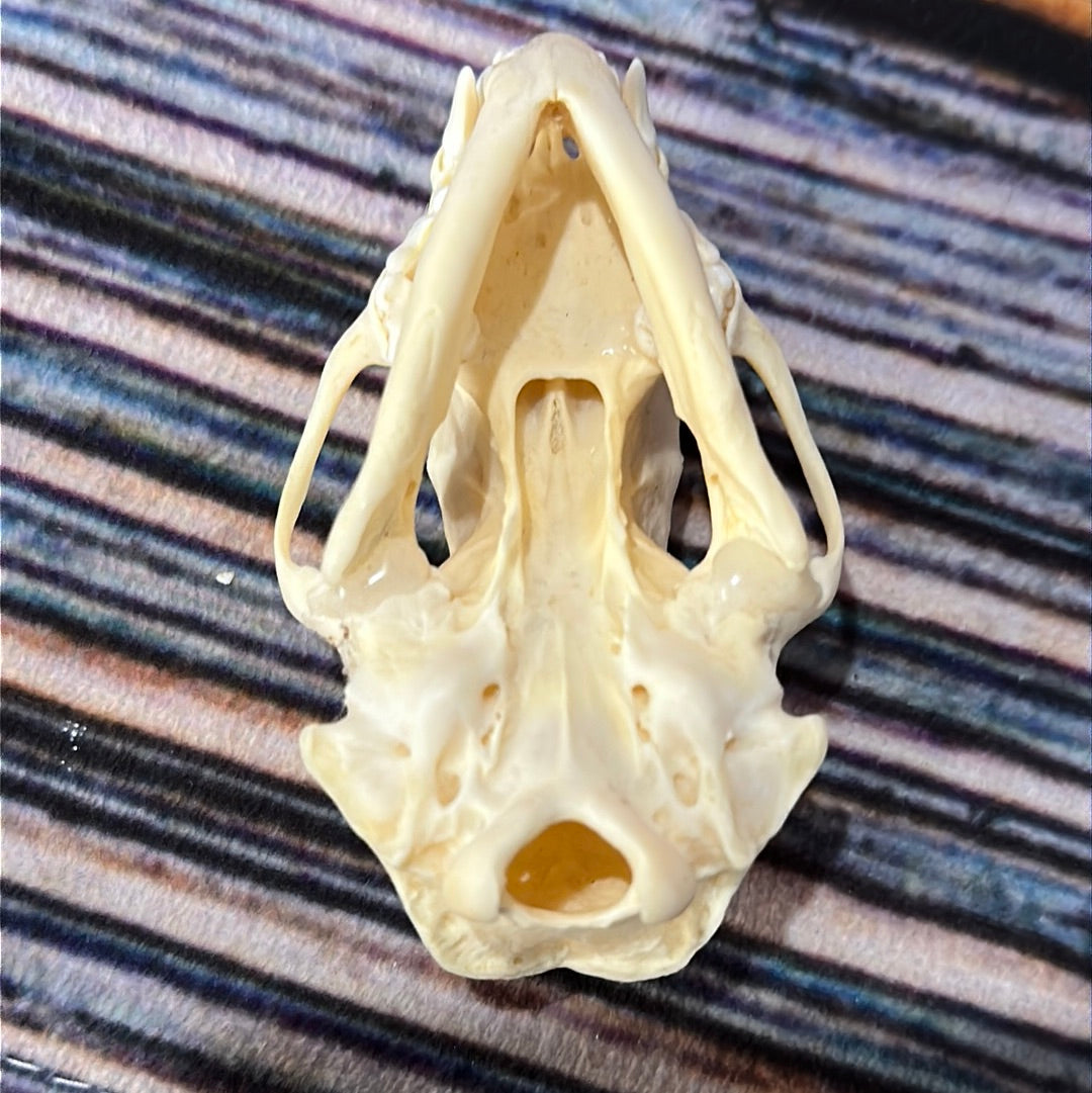 Real XL Skunk Skull