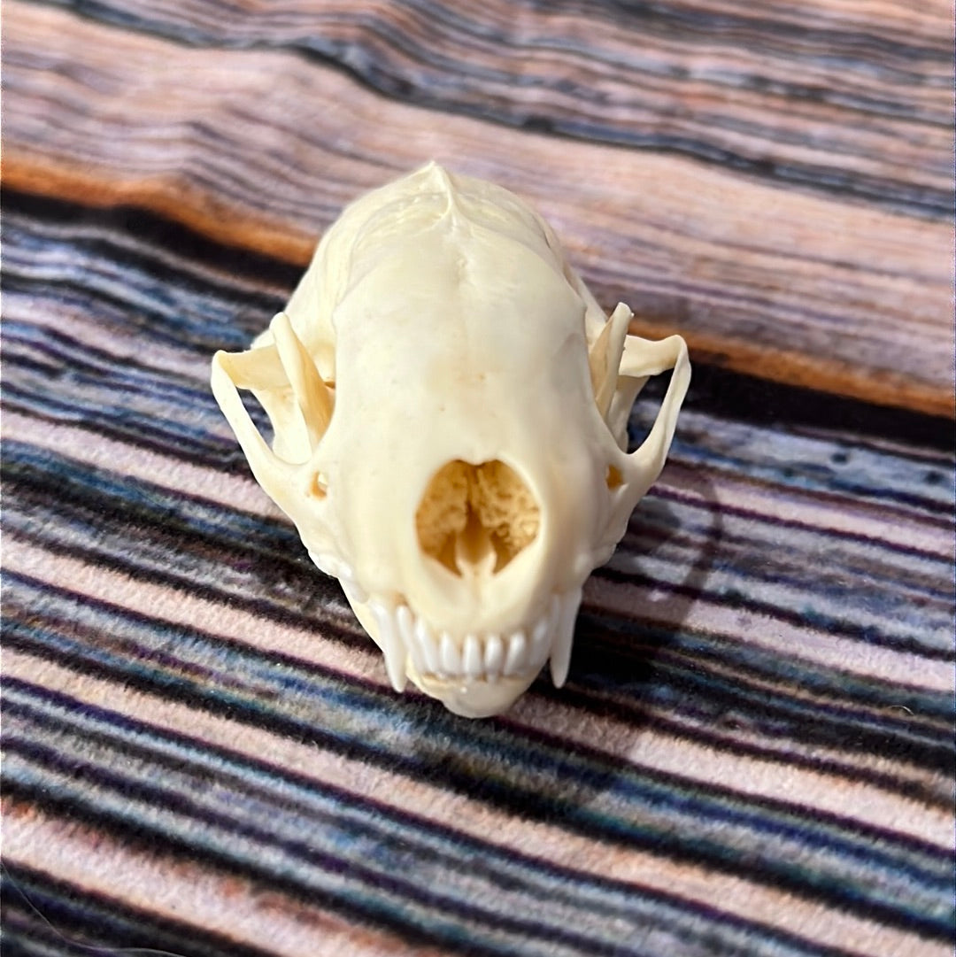 Real XL Skunk Skull