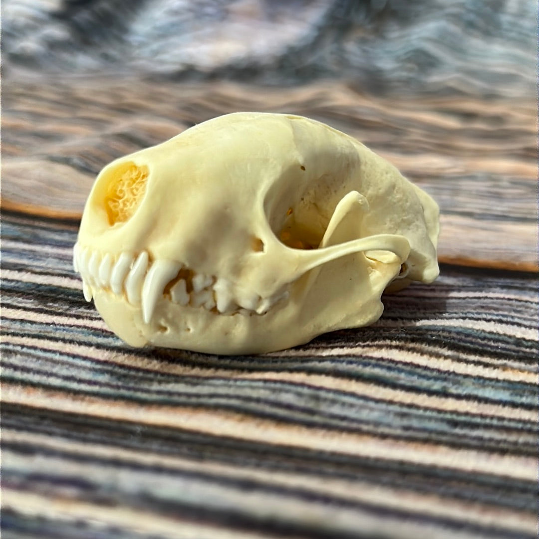 Real XL Skunk Skull
