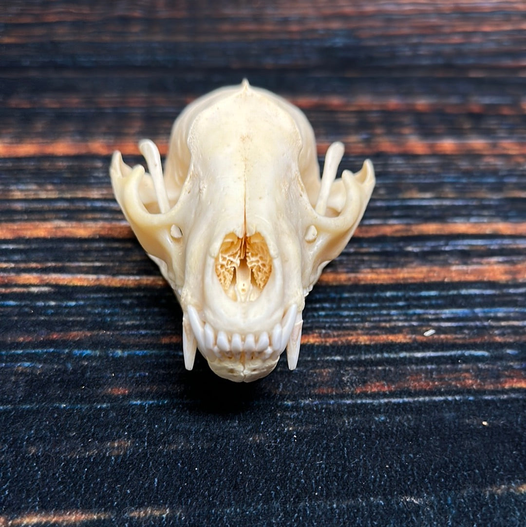 Real XL Raccoon Skull