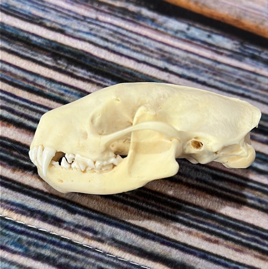Real XL Skunk Skull