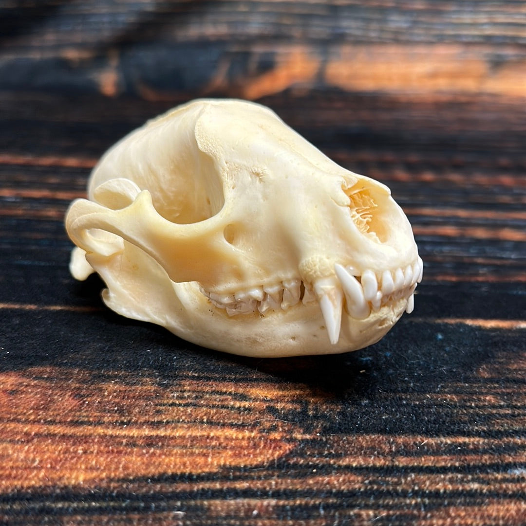 Real XL Raccoon Skull