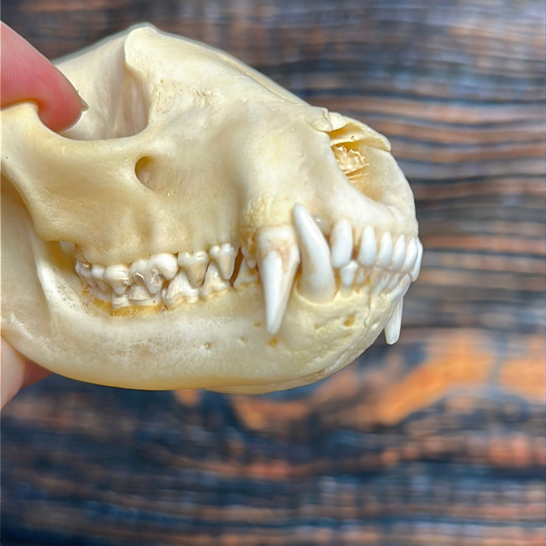 Real XL Raccoon Skull