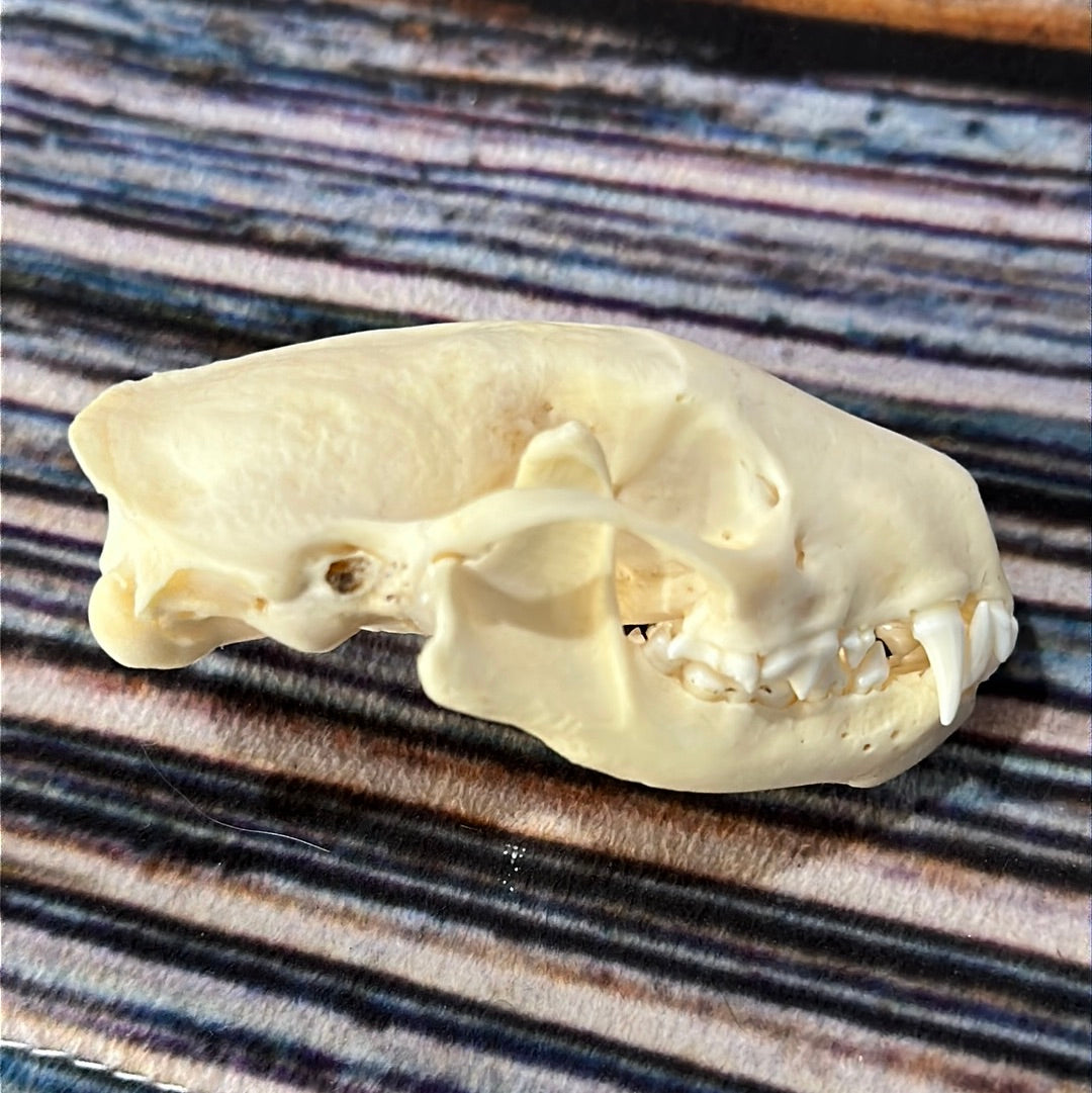 Real XL Skunk Skull