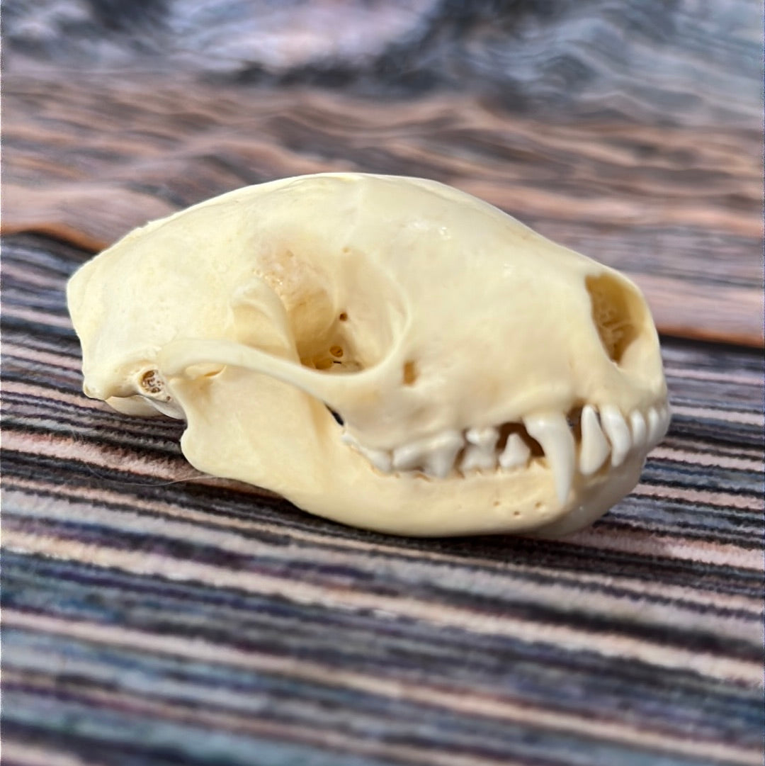 Real XL Skunk Skull