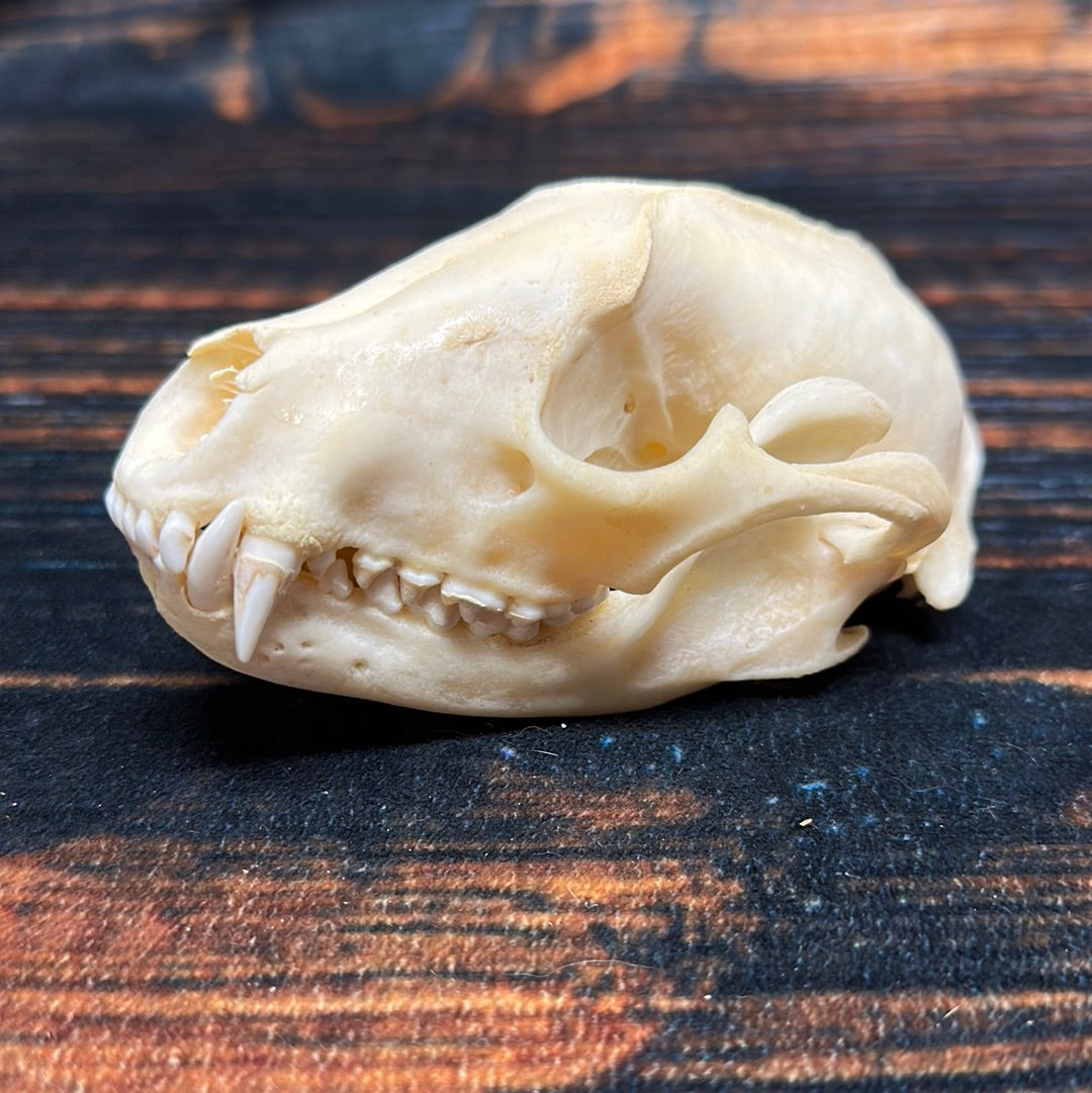 Real XL Raccoon Skull