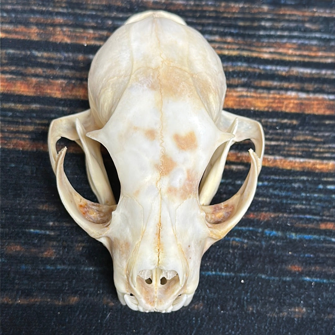 Real XL Canadian Lynx Skull