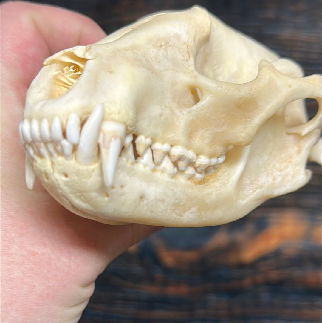 Real XL Raccoon Skull