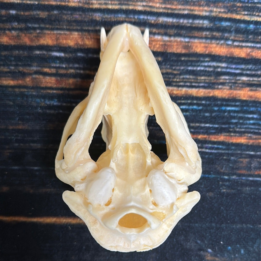 Real XL Raccoon Skull