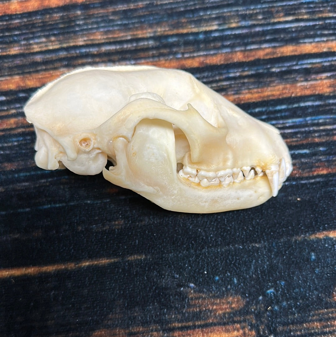 Real XL Raccoon Skull