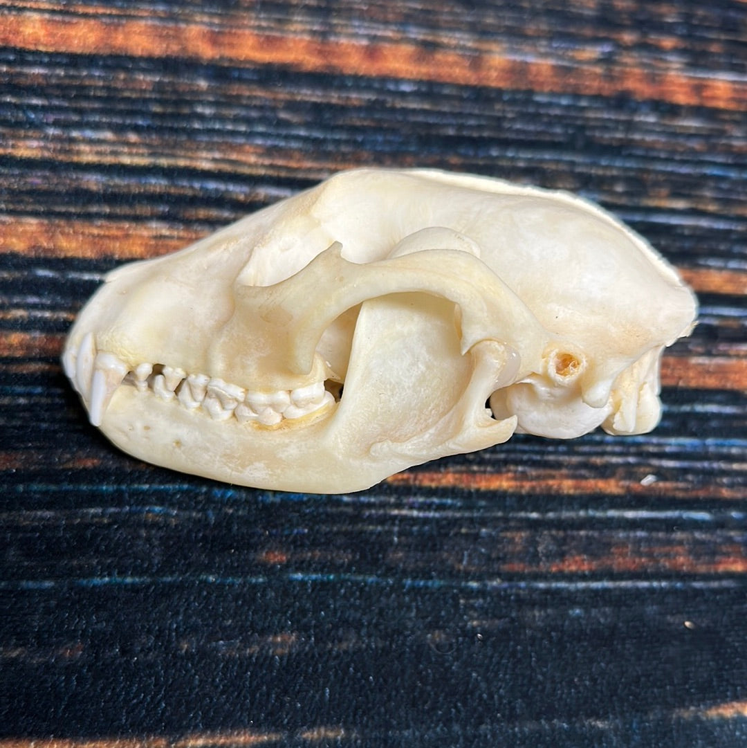 Real XL Raccoon Skull