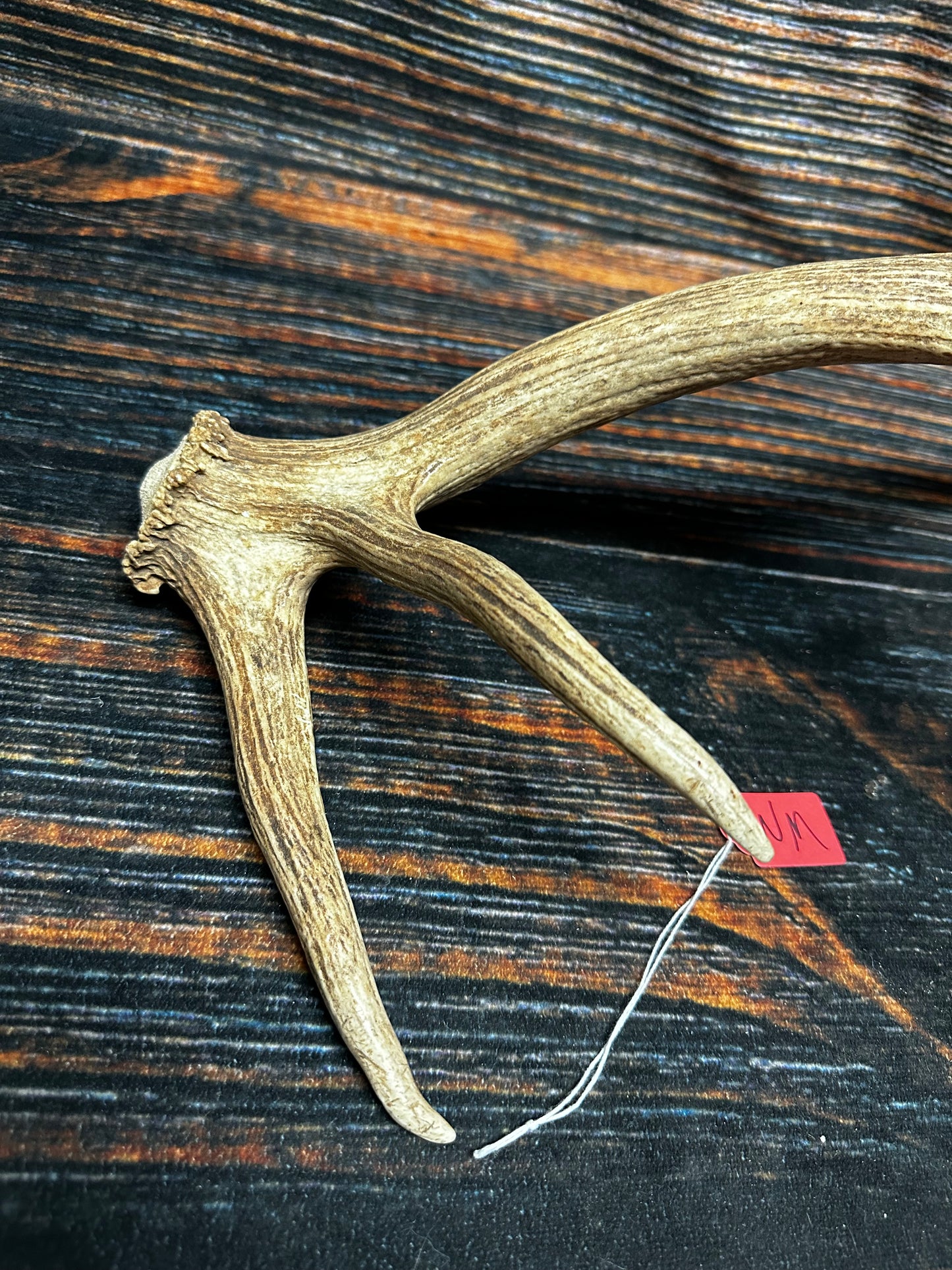 Wild Elk Shed Antler Horn Unique Christmas Gift art craft yard wedding decoration Halloween she shed man cave western animal self standing