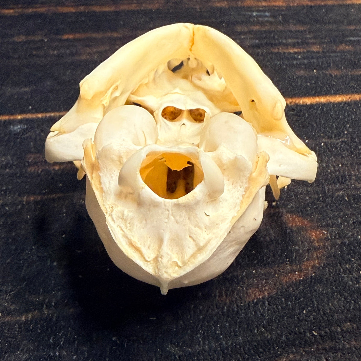 Real Feral Cat Skull, 4-Inch Specimen