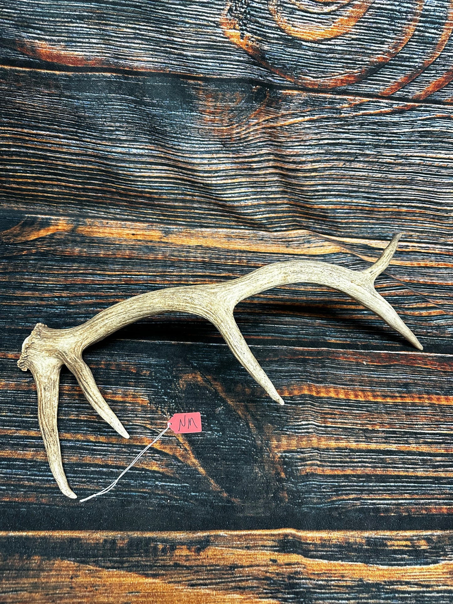 Wild Elk Shed Antler Horn Unique Christmas Gift art craft yard wedding decoration Halloween she shed man cave western animal self standing