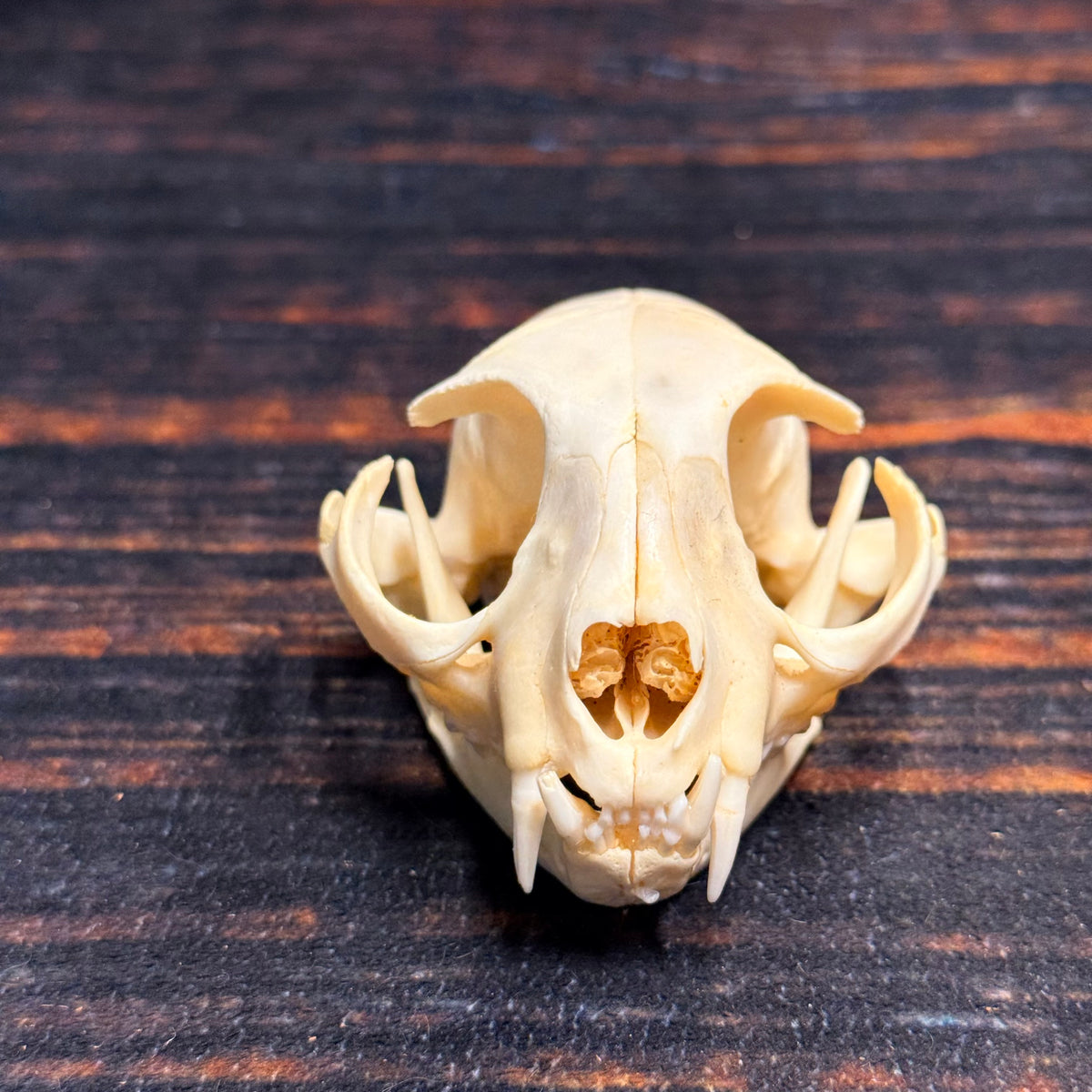 Real Feral Cat Skull, 4-Inch Specimen