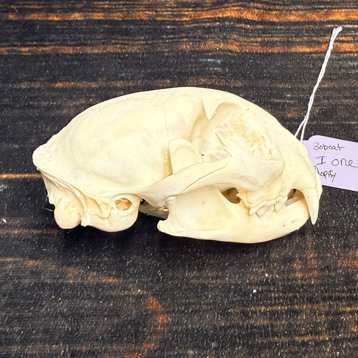 Real XL American Bobcat Skull Animal Mount Christmas Gifts Man cave Cabin Western Decor Craft Taxidermy Art craft head Voodoo hoodoo