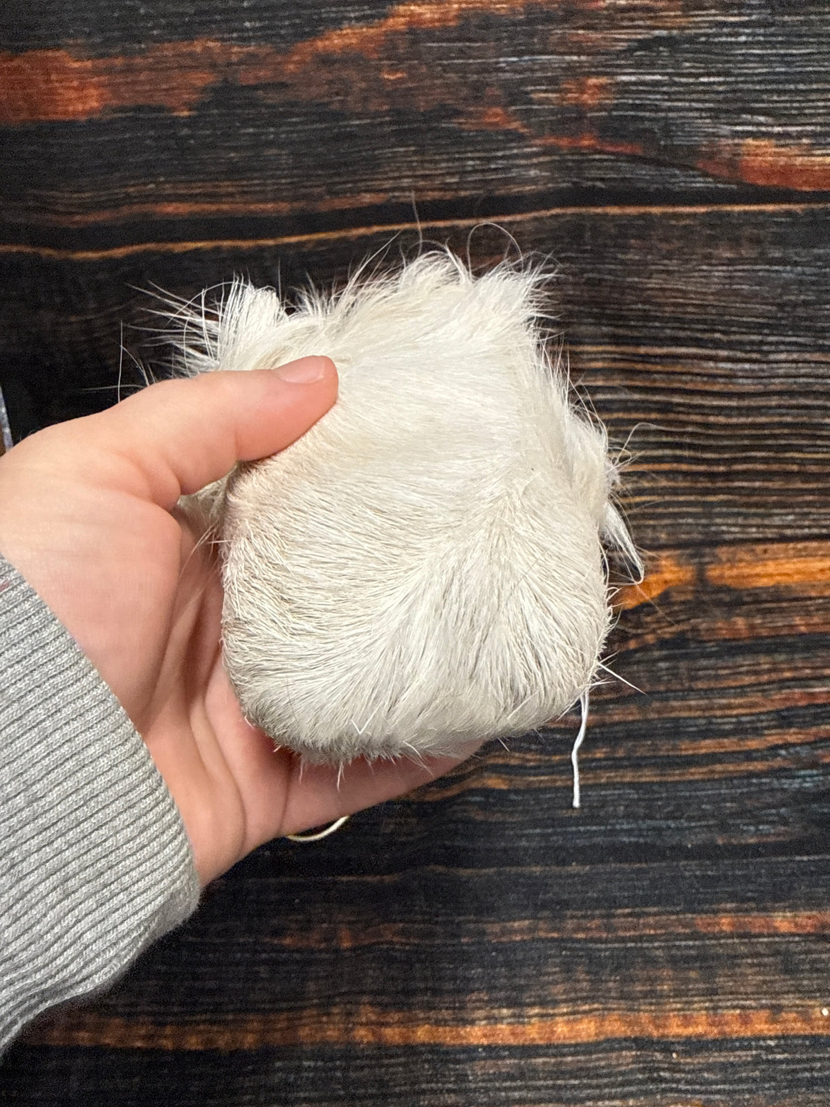 Real  Whitetail Deer Scrotum Nut Sac Taxidermy Oddities Unique Gag Gift Bag Joke